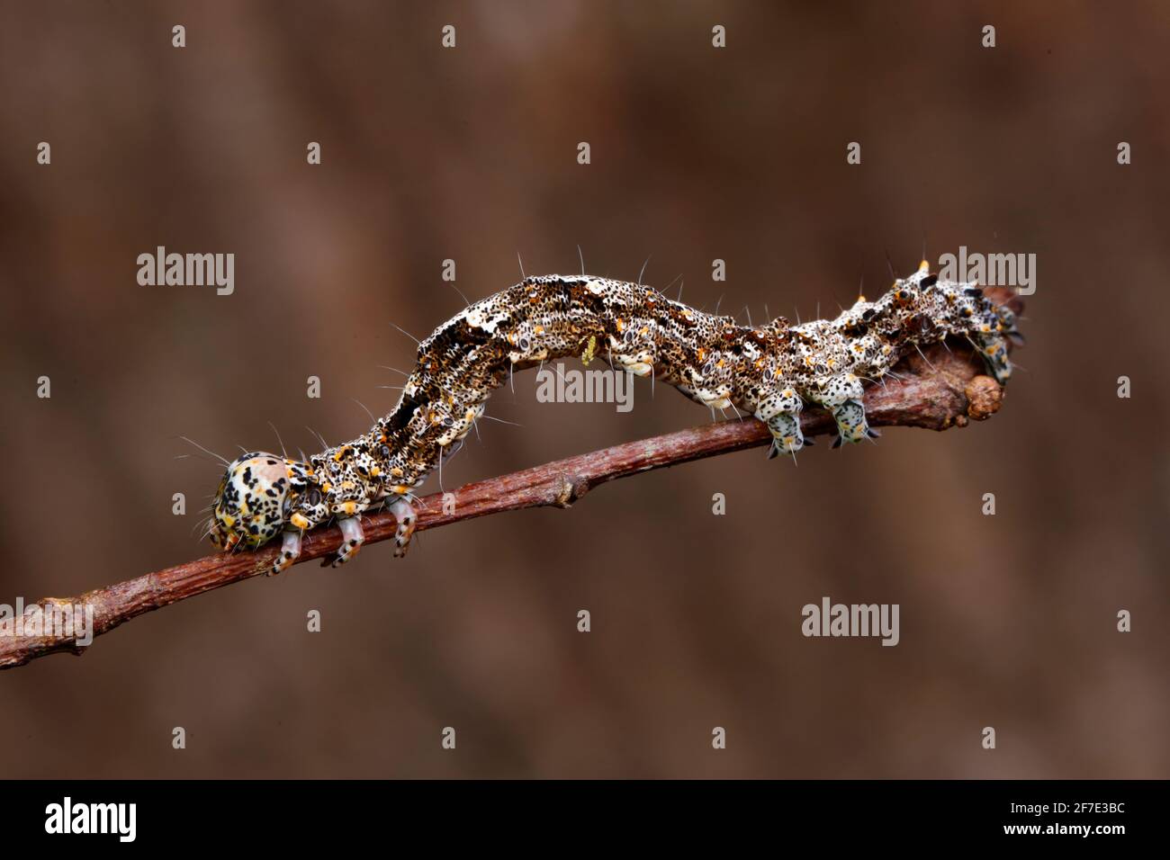 Animal blends with background hi-res stock photography and images - Alamy