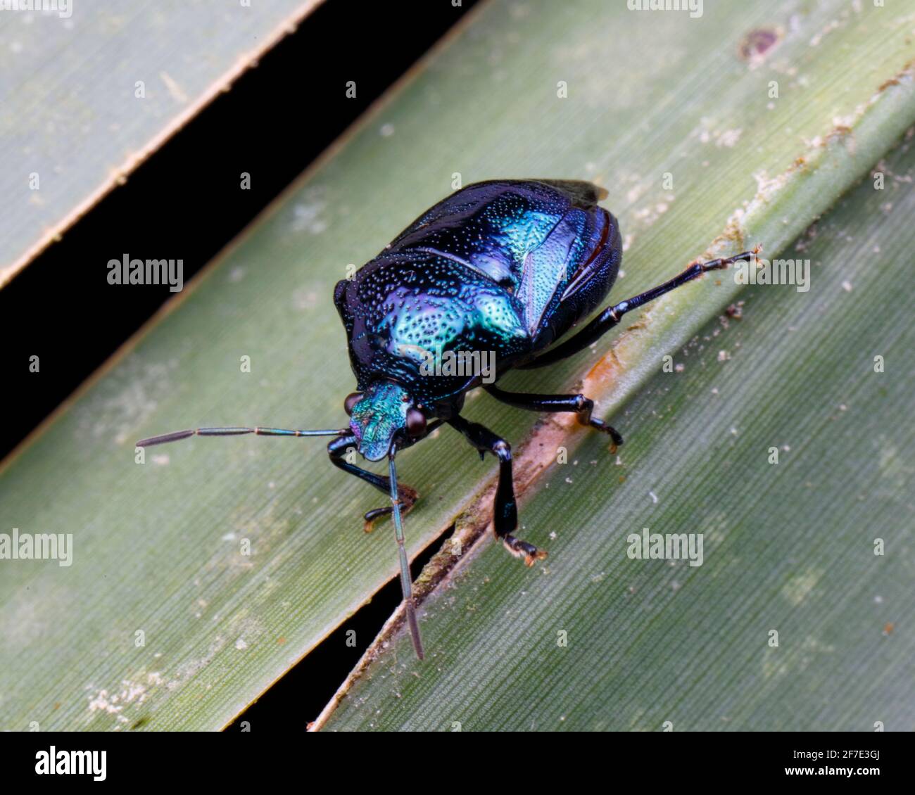 Metallic Blue Green stink Bug - Stiretrus anchorago, crawling on a leaf. Stock Photo