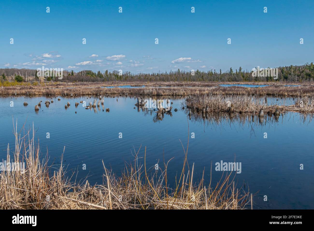 The George Langman Sactuary is a 61 acre tract of land near Orillia Ontario Canada left in a natural state as a habitat for birds and animals. Stock Photo