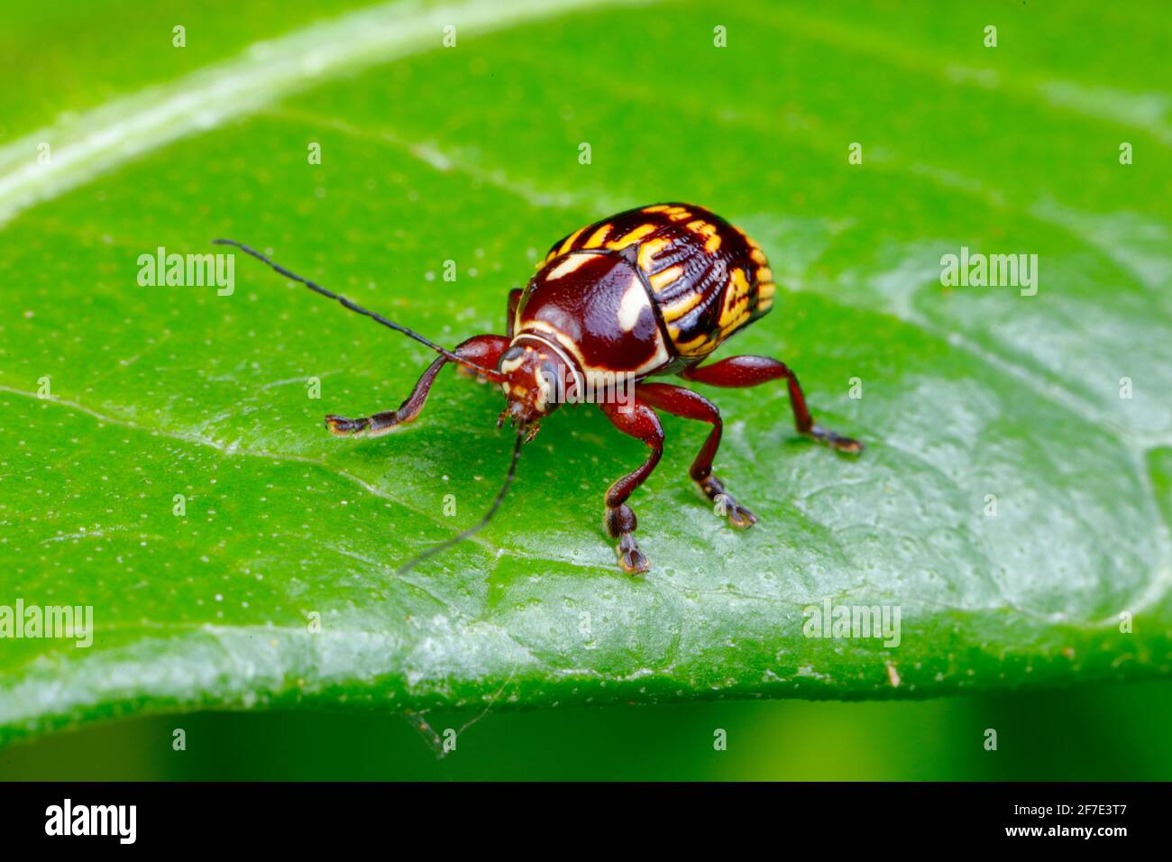 A case bearing leaf beetle, Bassareus brunnipes, crawling on a leaf. Stock Photo