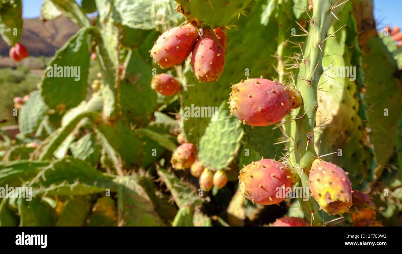 Opuntia, commonly called prickly pear, is a genus of flowering plants in the cactus family Cactaceae, Morocco Stock Photo