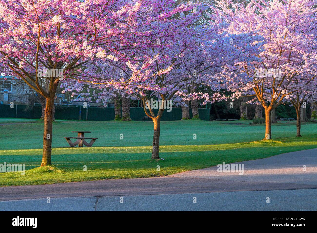 Cherry trees in bloom, Stanley Park, Vancouver, British Columbia, Canada Stock Photo