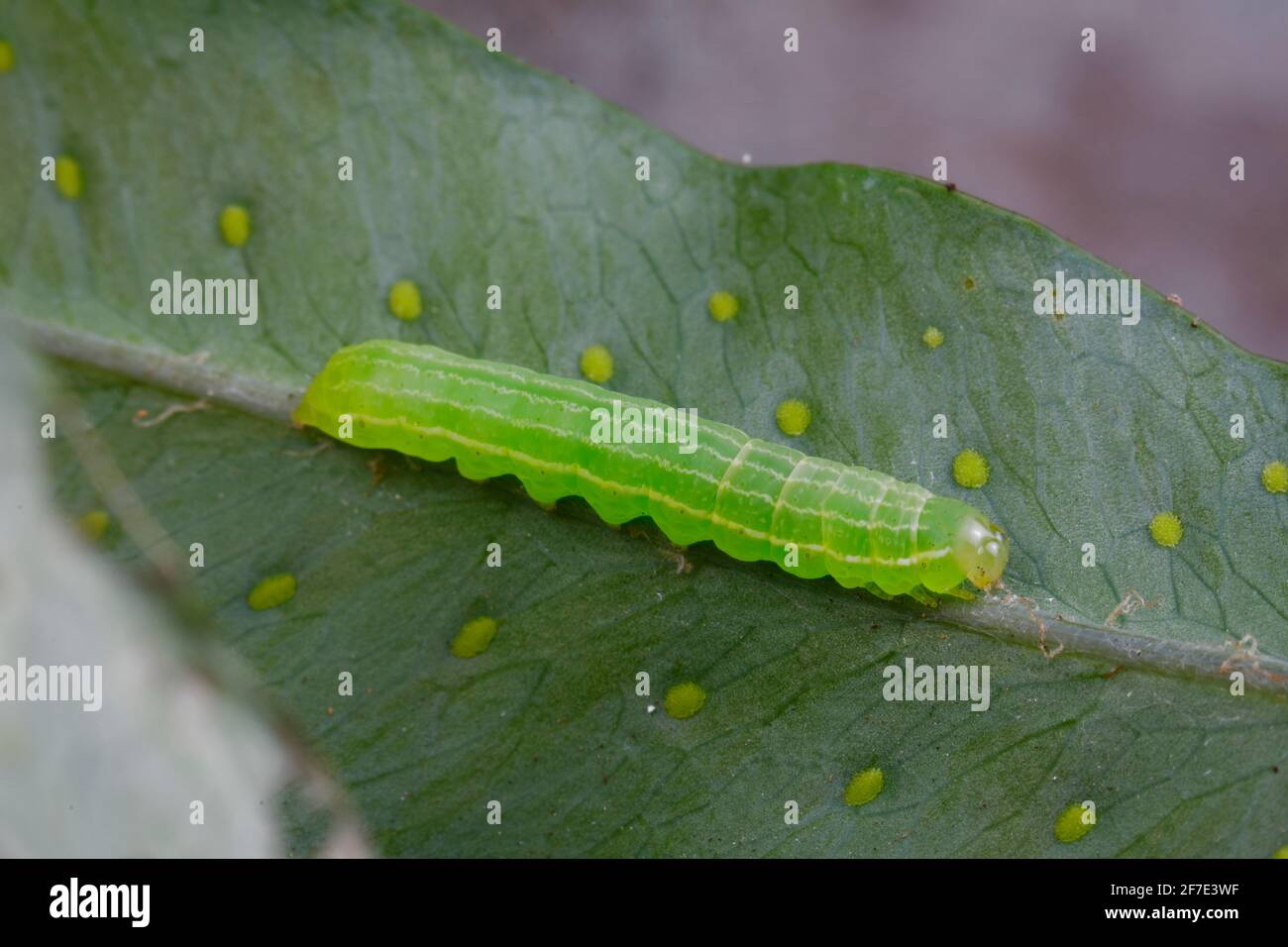 A cabbage looper, Trichoplusia sp, crawling on a fern. Stock Photo