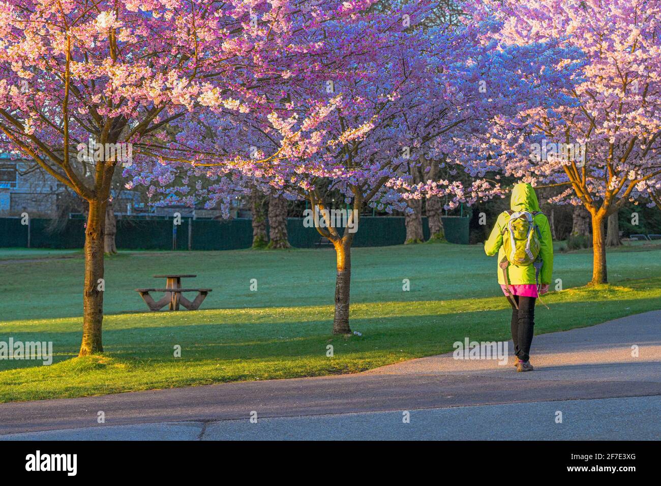 Cherry trees in bloom, Stanley Park, Vancouver, British Columbia, Canada Stock Photo