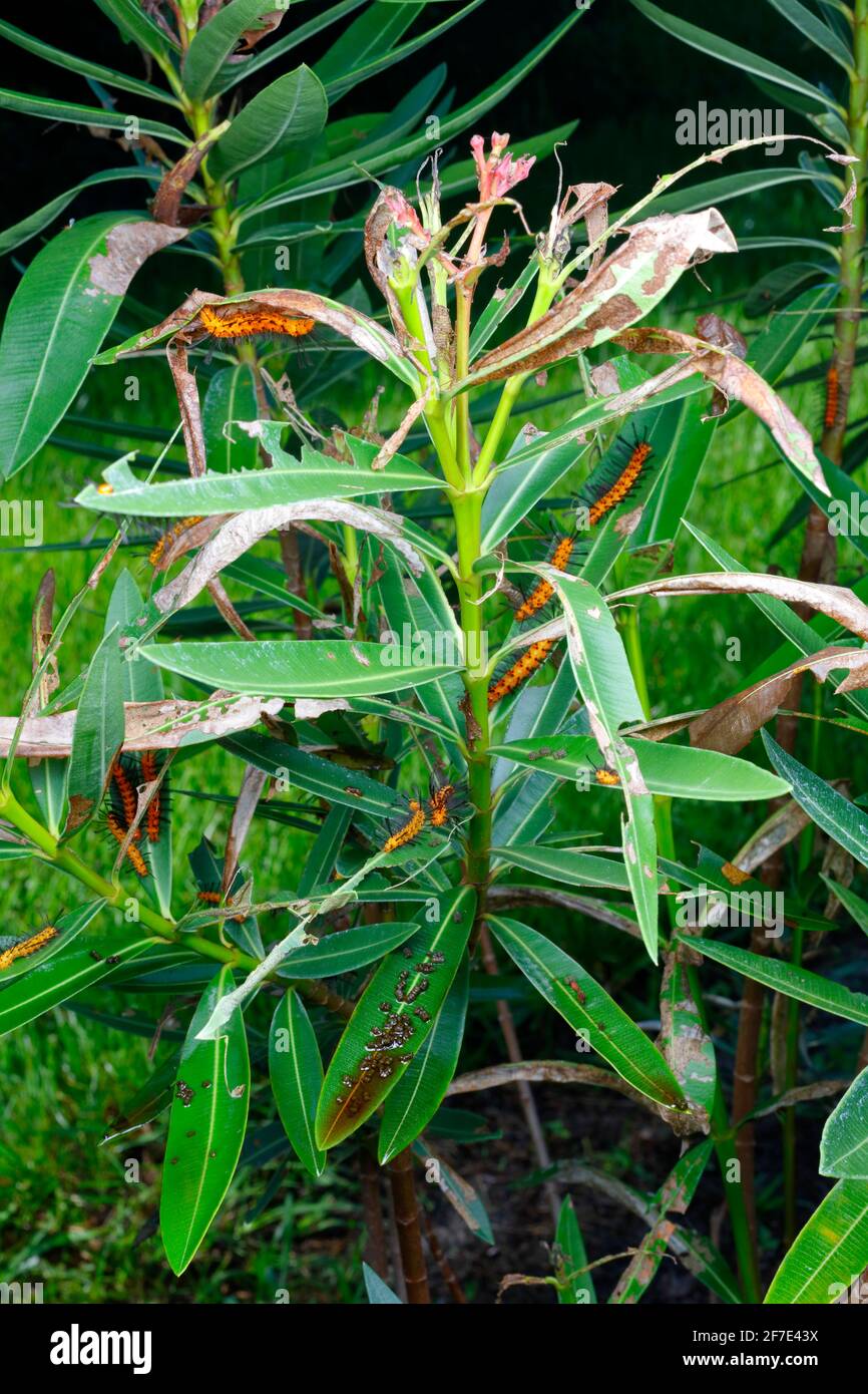 Polka Dot Wasp Moth, Oleander Moth, Syntomeida epilais, caterpillar infestation on the highly toxic Oleander tree. Stock Photo