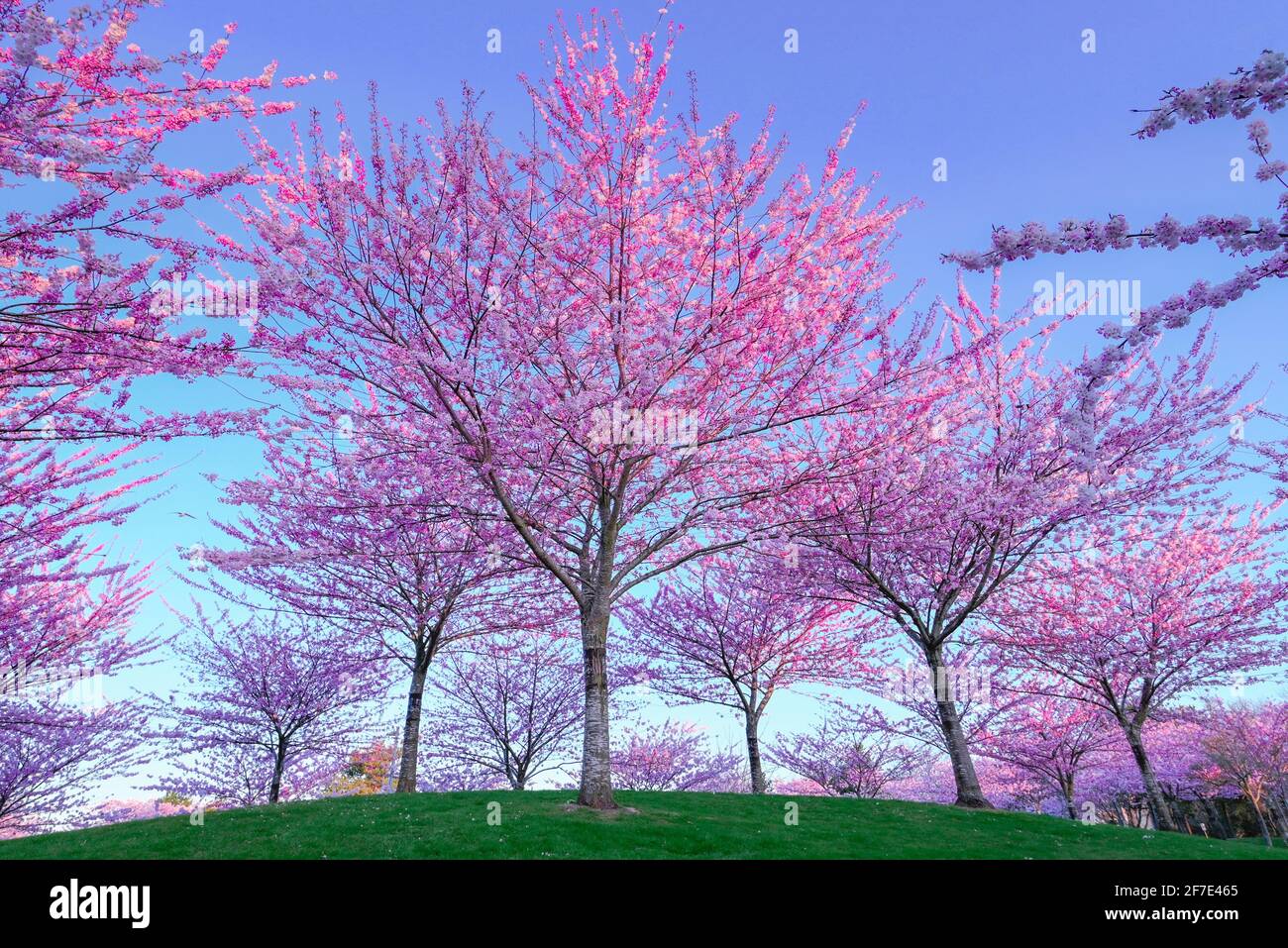 Cherry blossoms, Garry Point Park, Steveston, Richmond, British Columbia, Canada Stock Photo