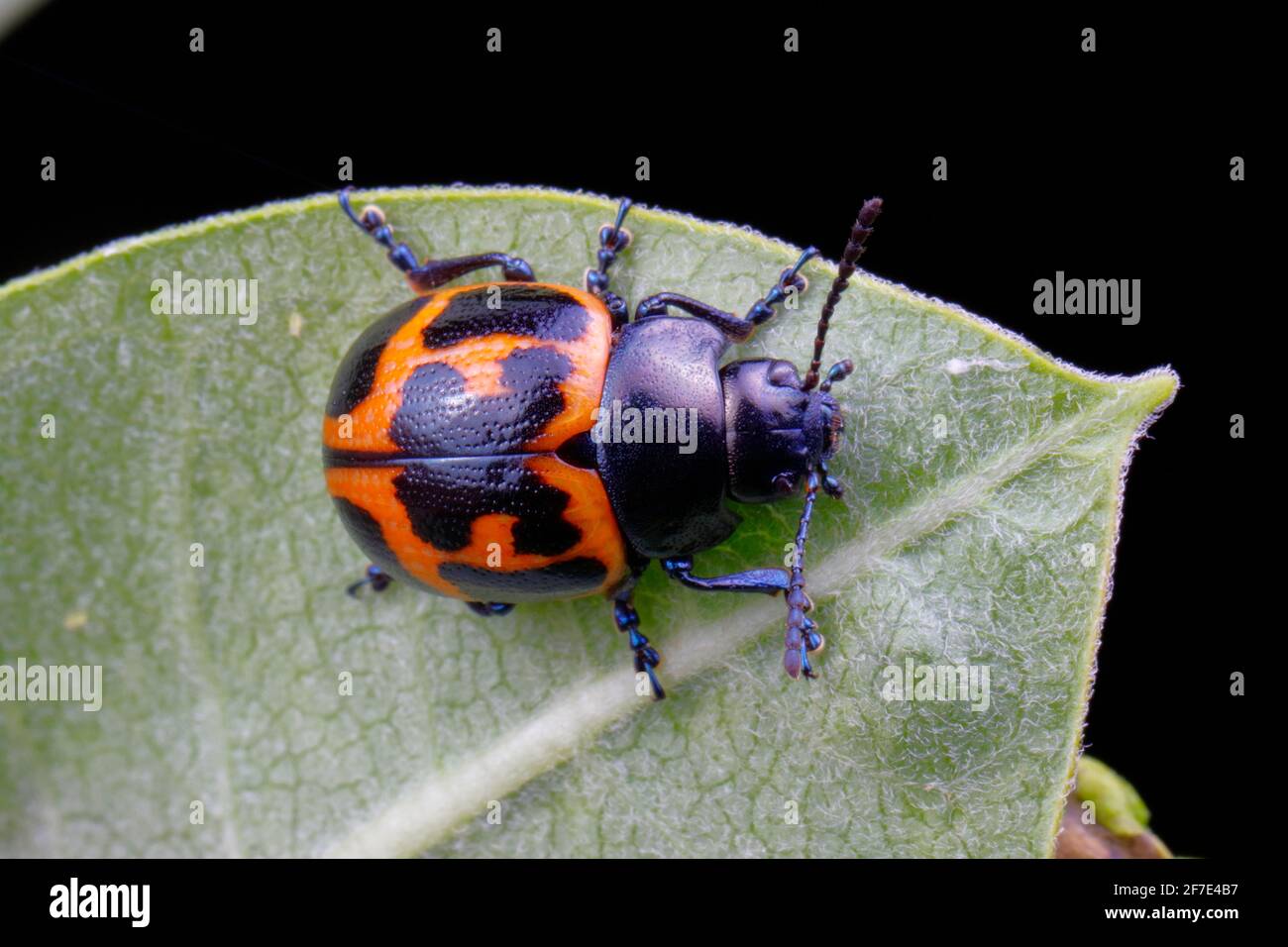 A swamp milkweed beetle is crawling on a leaf. Stock Photo