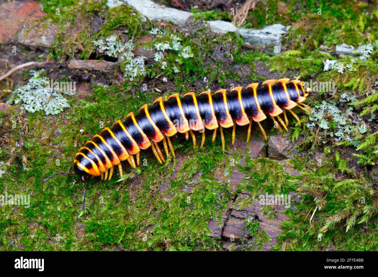 A polydesmid millipede, Apheloria virginiensis, crawling on a mossy rock. Stock Photo