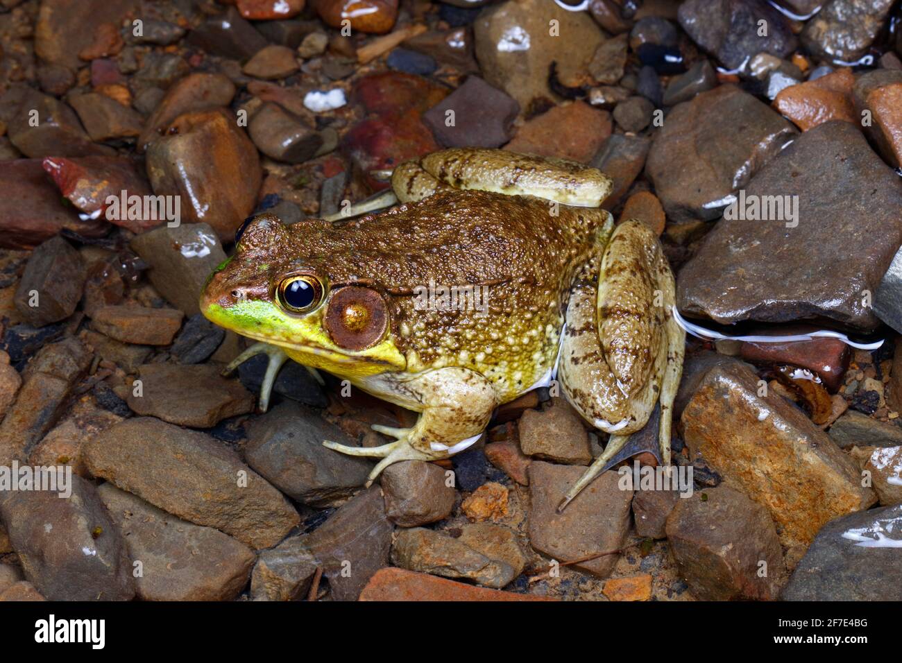 A green frog ,Lithobates clamitans, in a clear mountain stream. Stock Photo