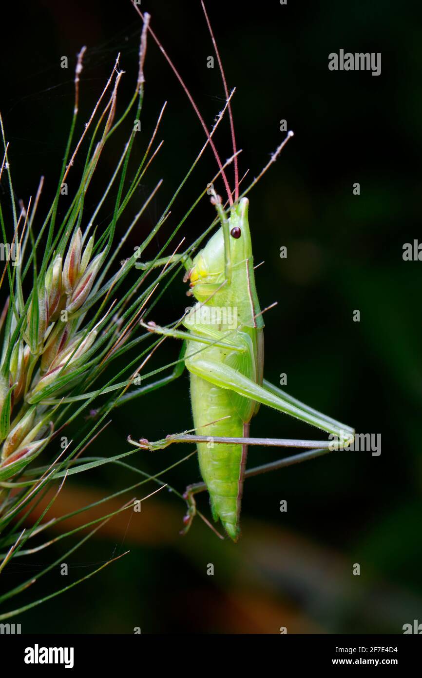 A broad-tipped katydid, Neoconocephalus triops, perched on grasses. Stock Photo