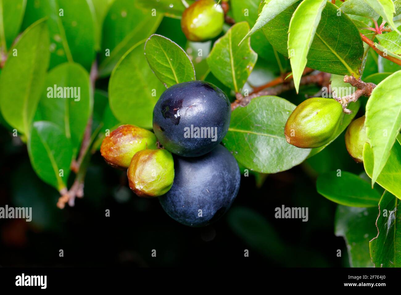 Coco plums hires stock photography and images Alamy