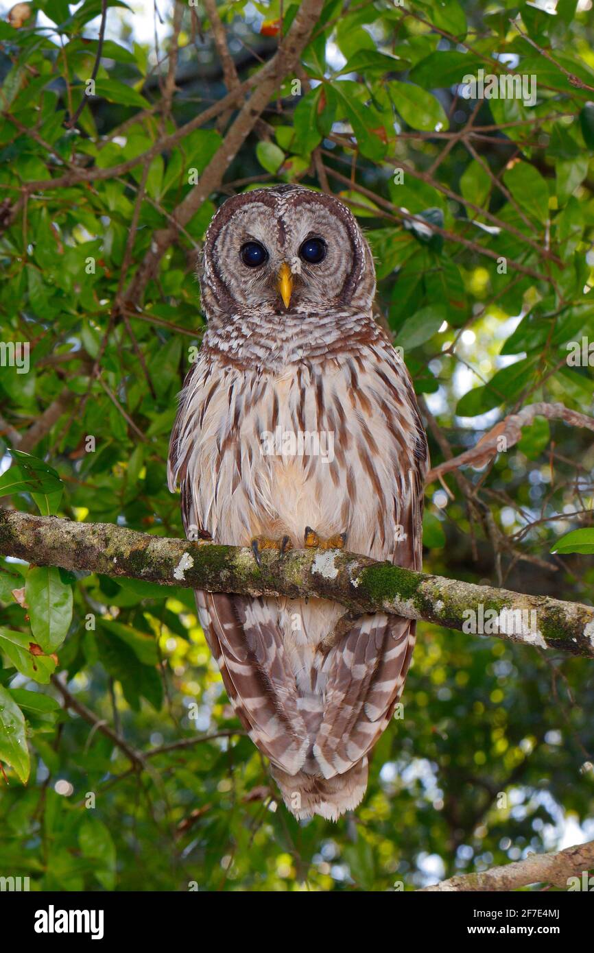 A barred owl, Strix varia, perched in a tree at a swamp. Stock Photo