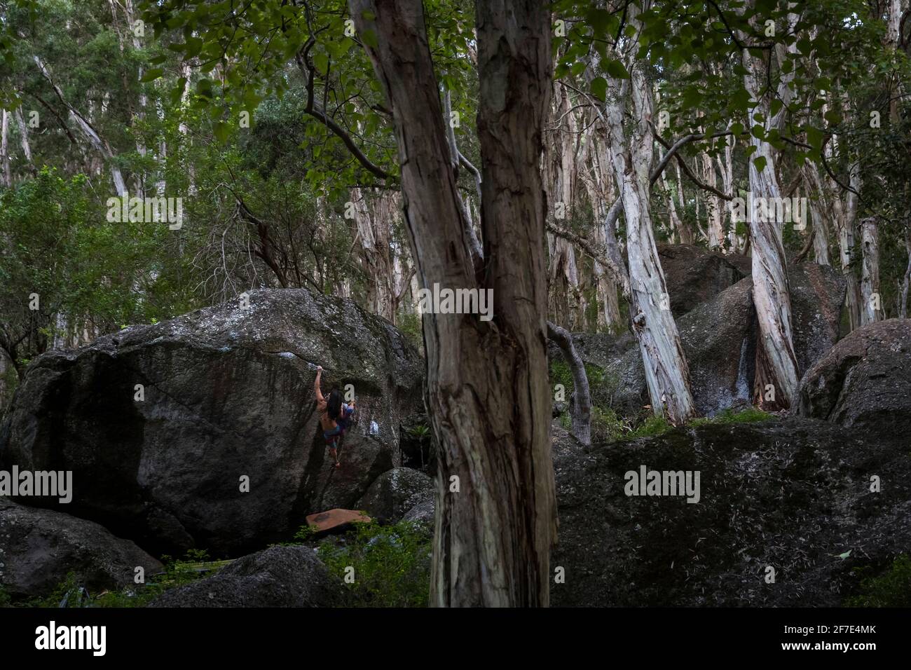 Person bouldering in the quiet Hawaiian rainforest Stock Photo
