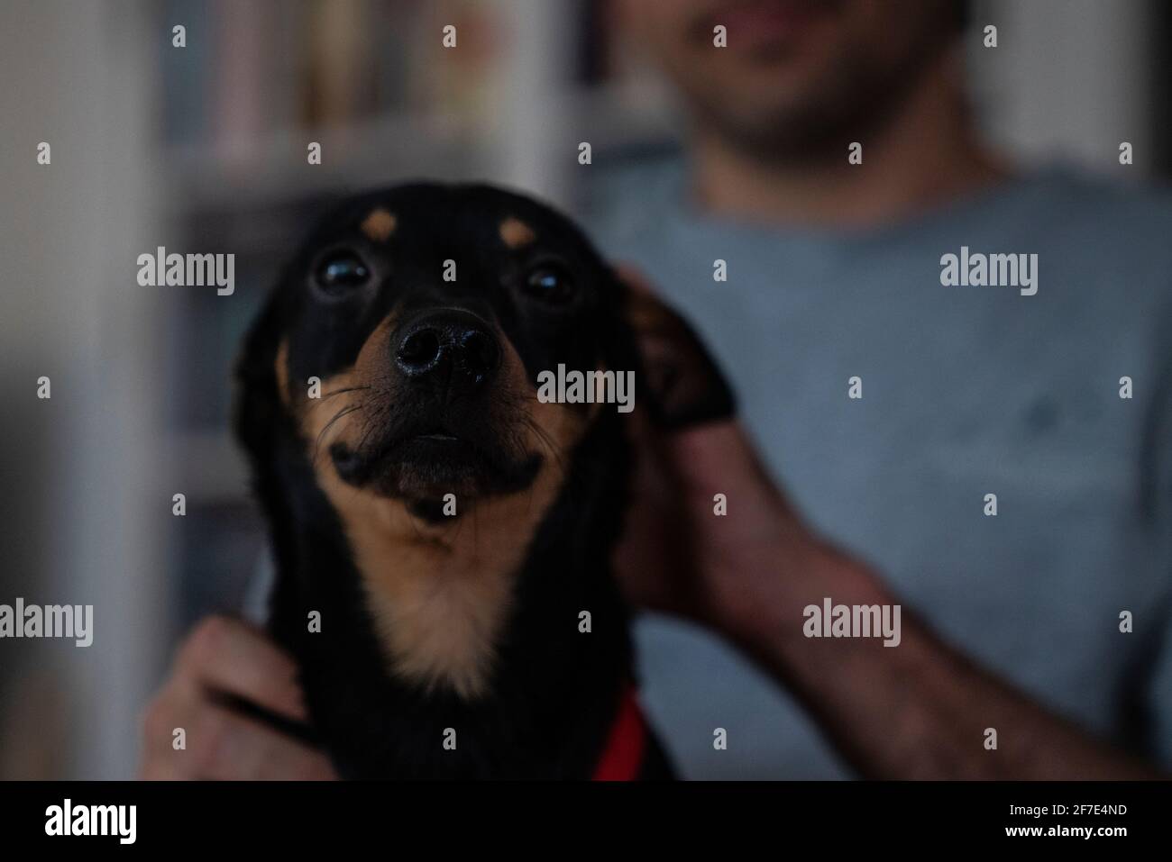 Cute black puppy being pet by his owner Stock Photo