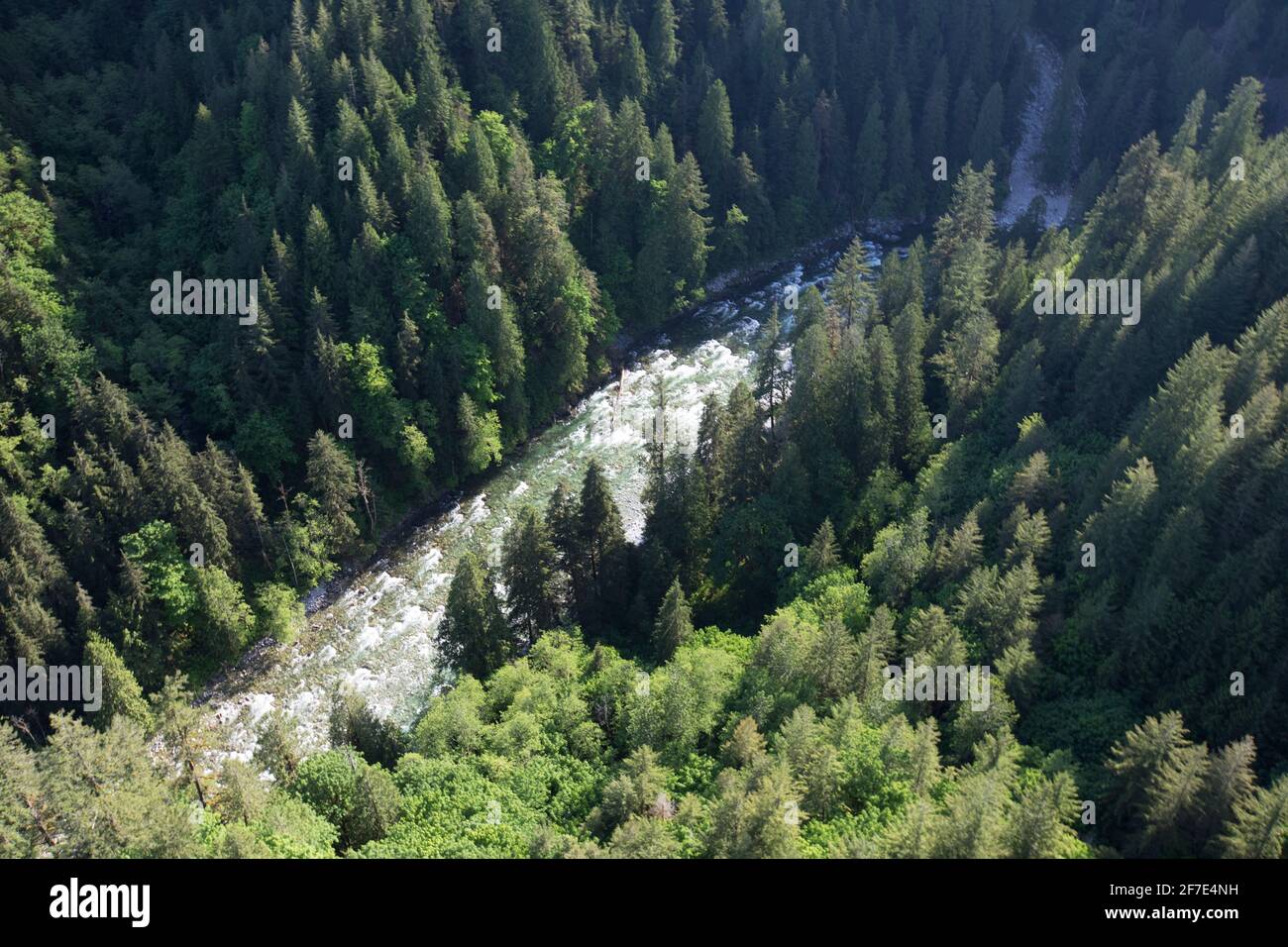 Aerial view of Harrison River meandering through lush temperate forest Stock Photo