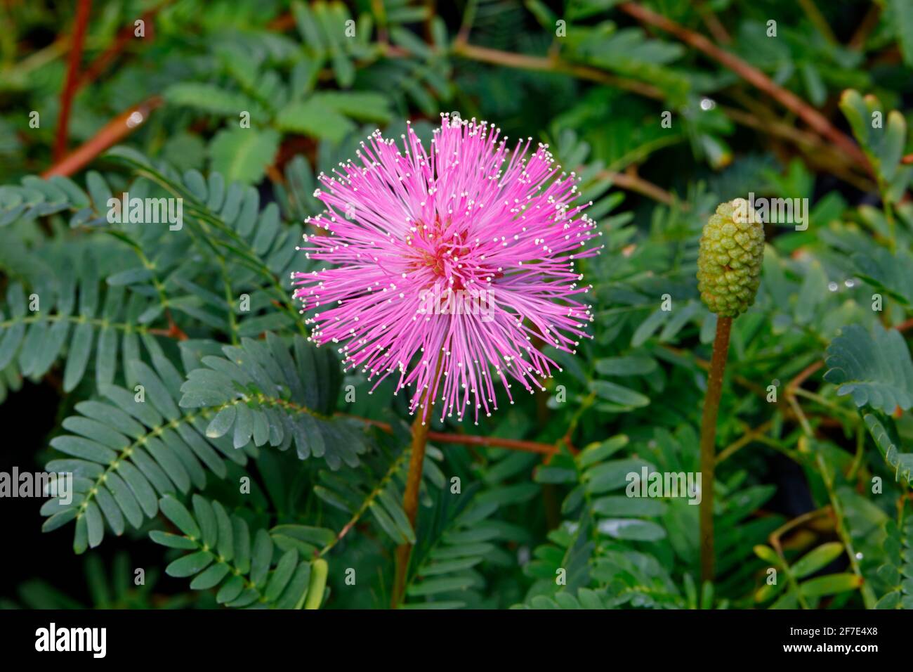 A sensitive plant, Mimosa pudica, in bloom. Stock Photo
