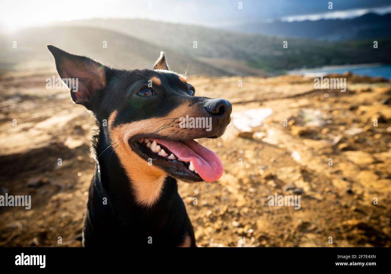 Happy pup with his tongue standing on the beach in Honolulu Stock Photo