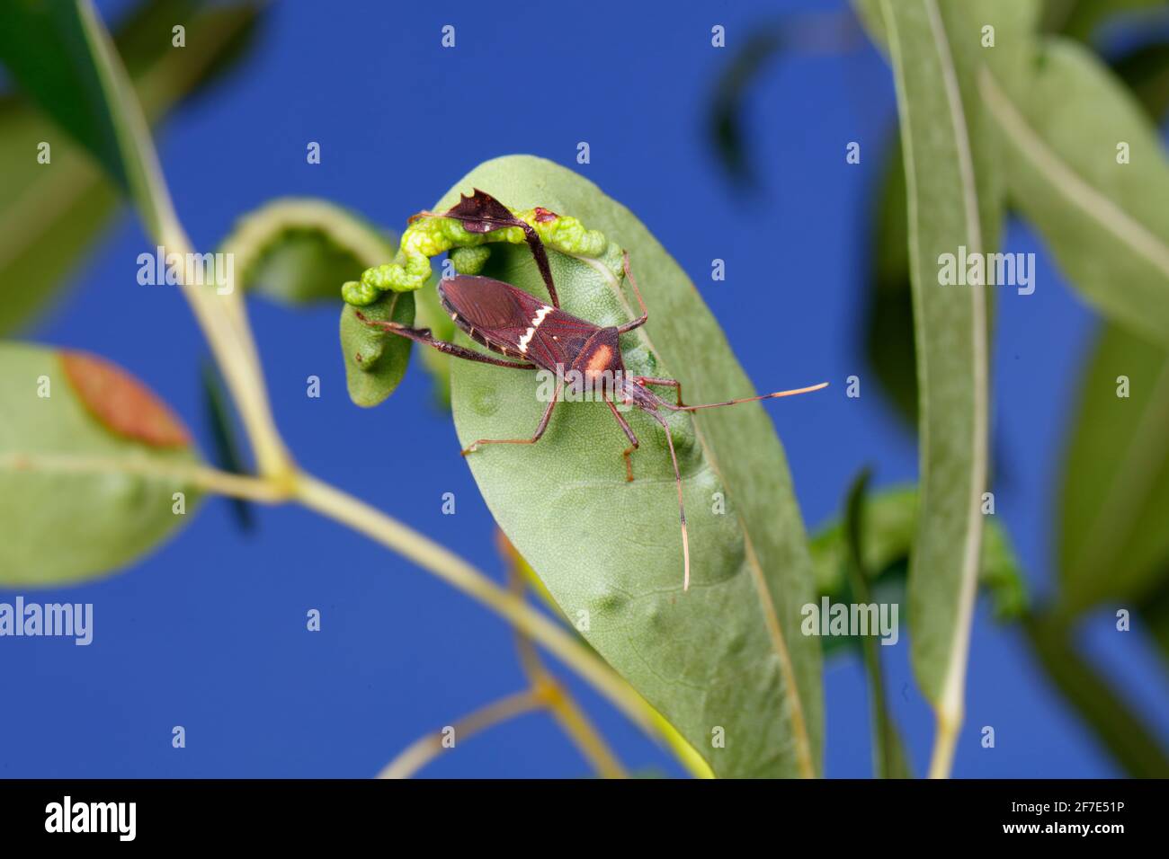 An adult leaf footed bug, Leptoglossus phyllopus, on a plant. Stock Photo