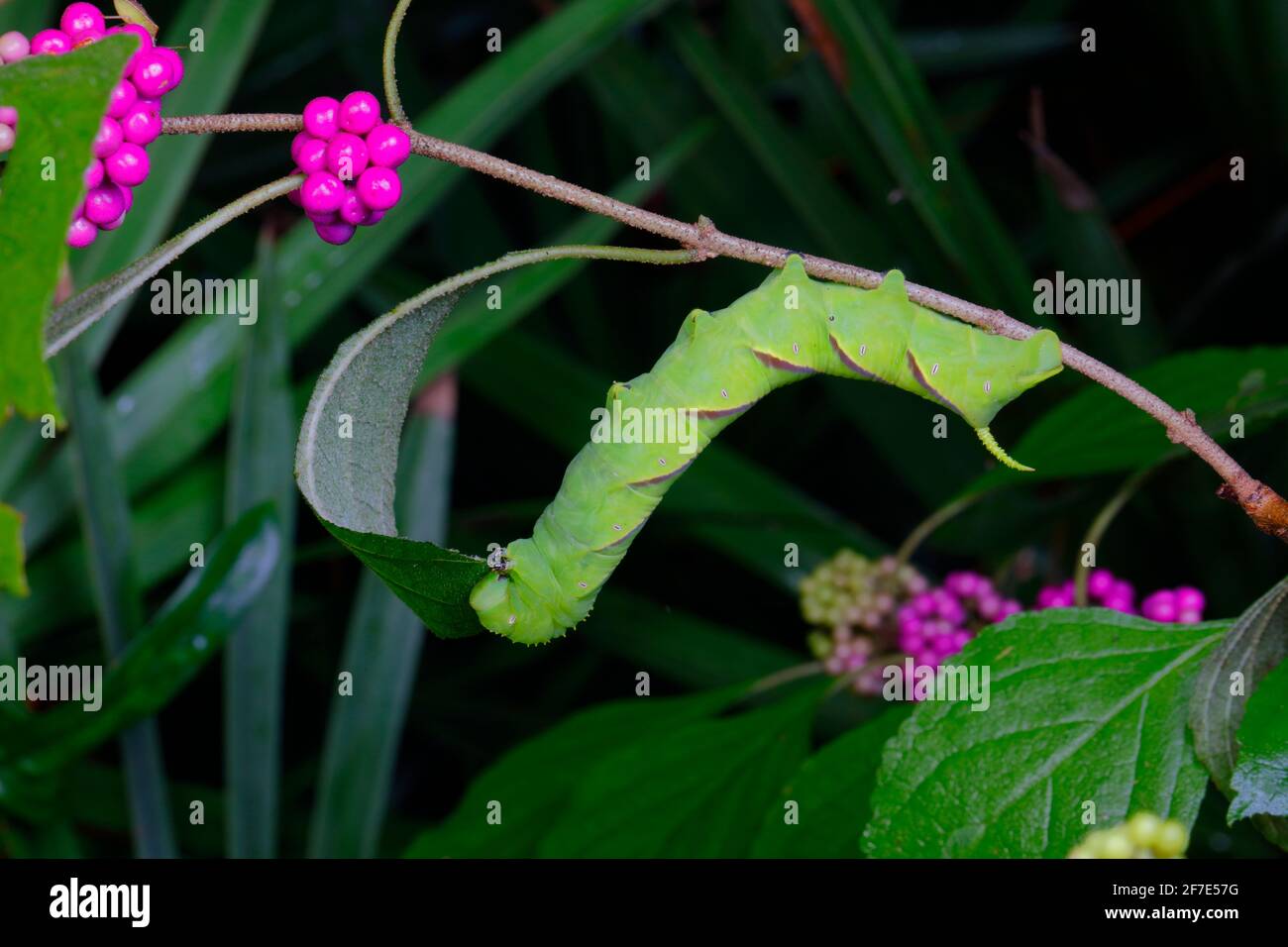 A Pawpaw Sphinx, Dolbe hyloeus, caterpillar, Manduca quinquemaculata, feeding on beauty berry. Stock Photo