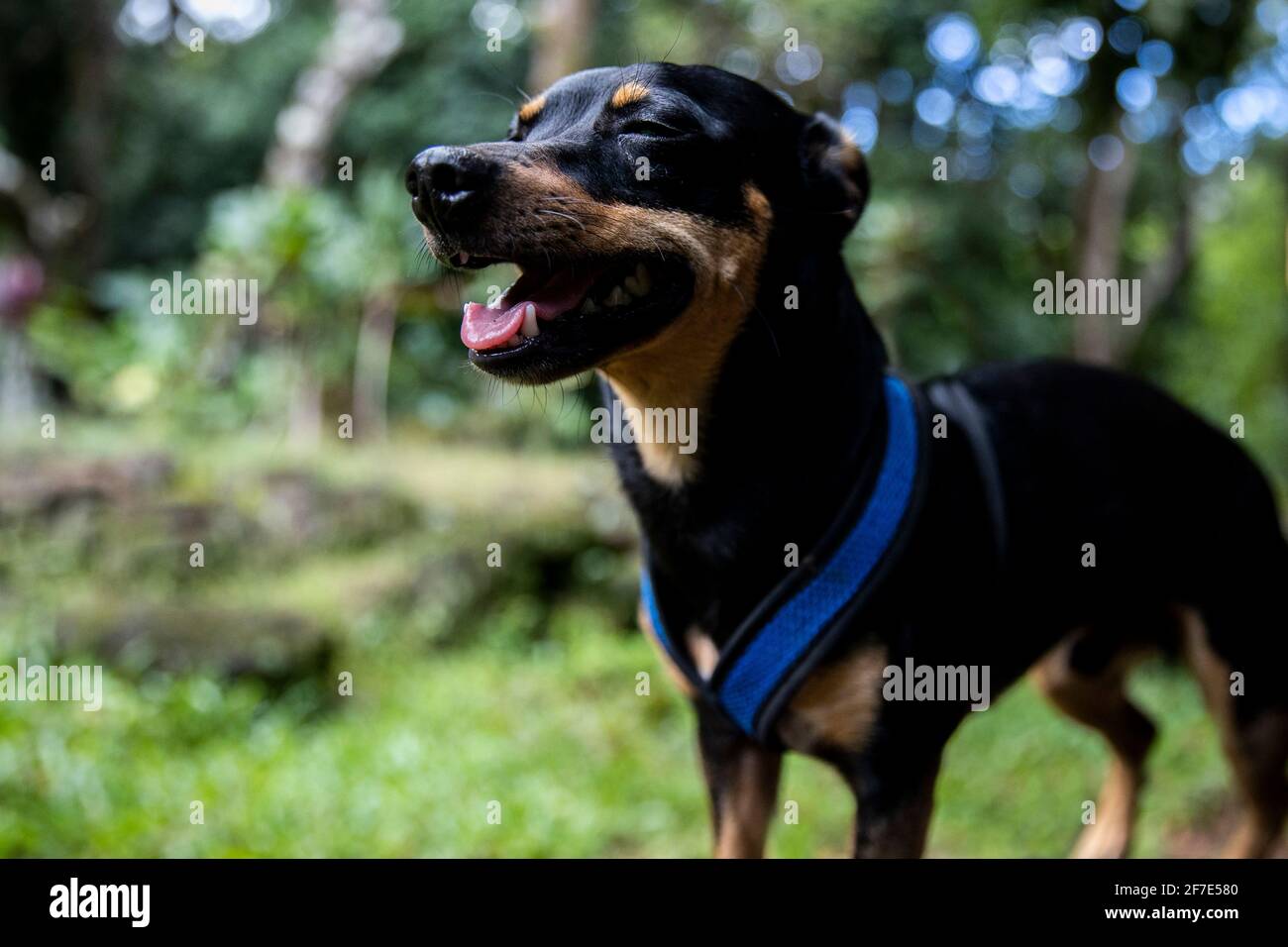 Young canine overjoyed by the gentle breeze in Hawaii Stock Photo