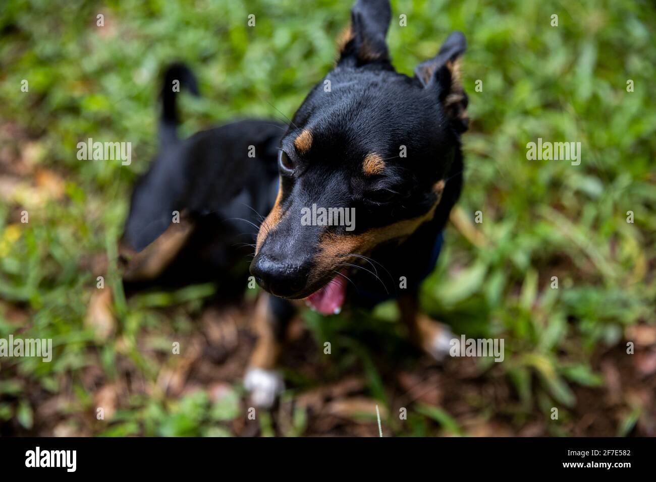 Quirky dog making a silly face while on his daily afternoon playtime Stock Photo