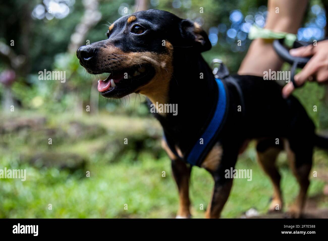 Grinning dog getting a leash hooked to his harness before a stroll Stock Photo
