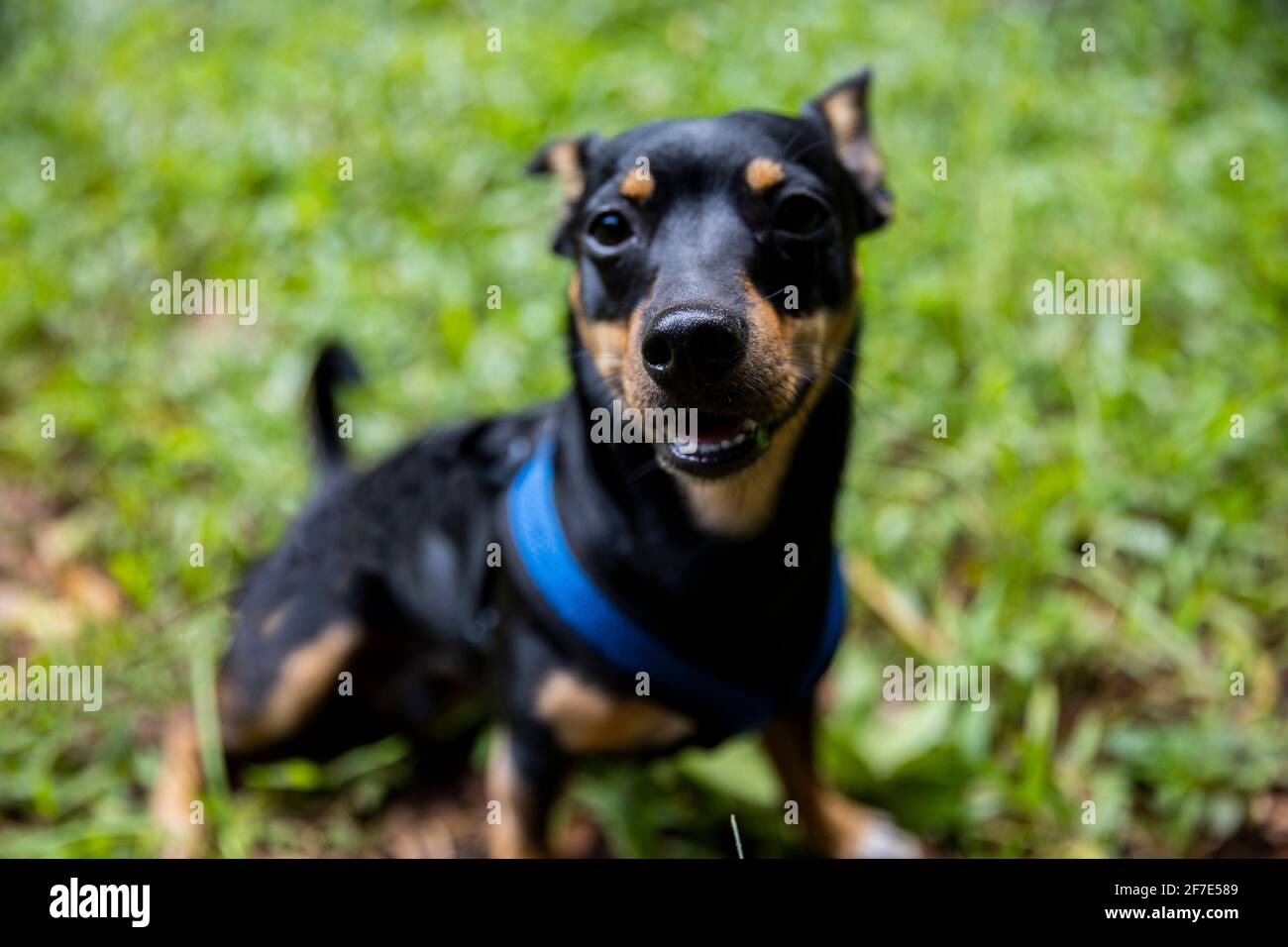 Delighted pet gently relaxing after a pleasurable hike in Oahu Stock Photo