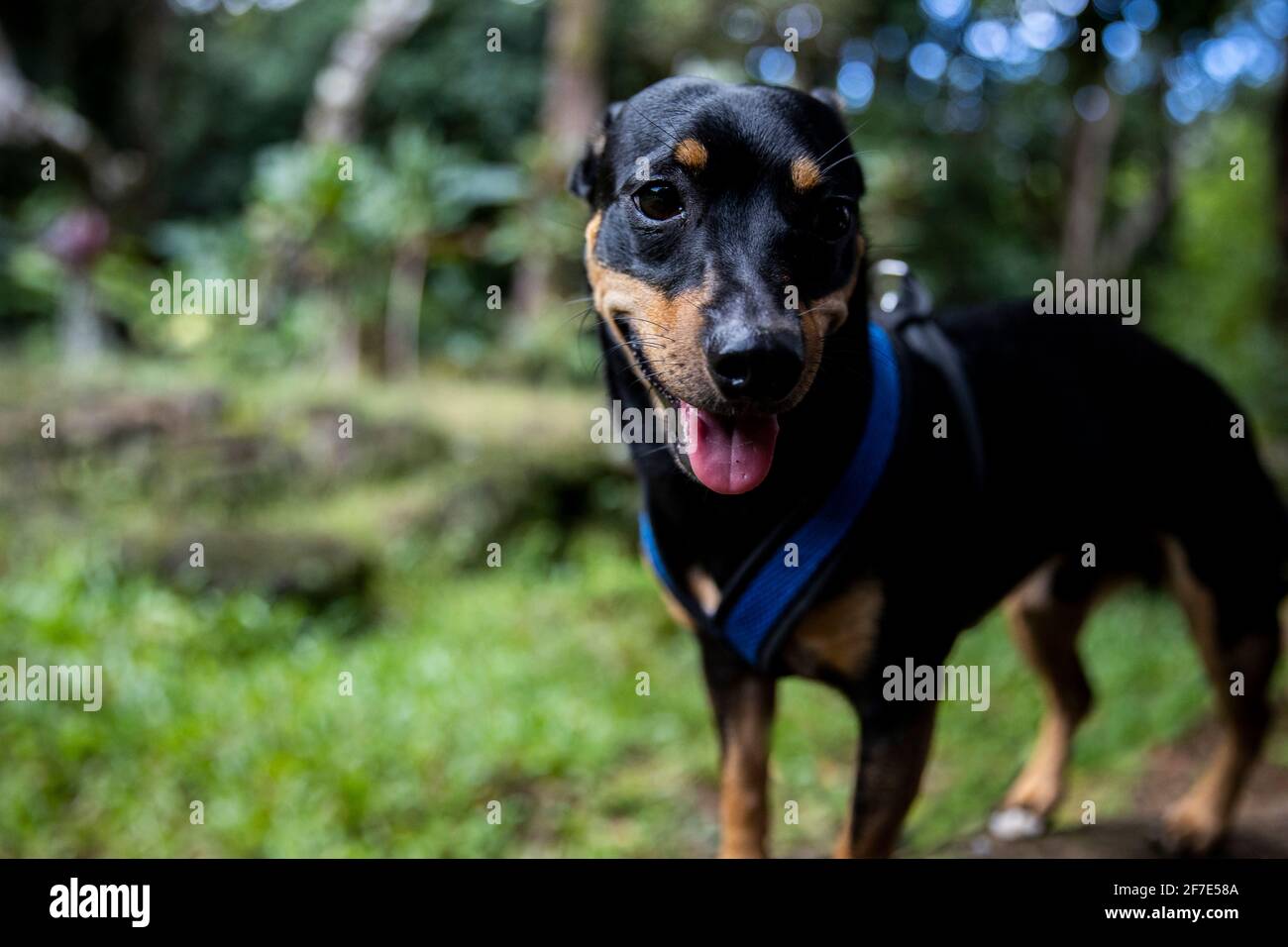 Adorable pooch happily standing in the woods with his tongue out Stock Photo