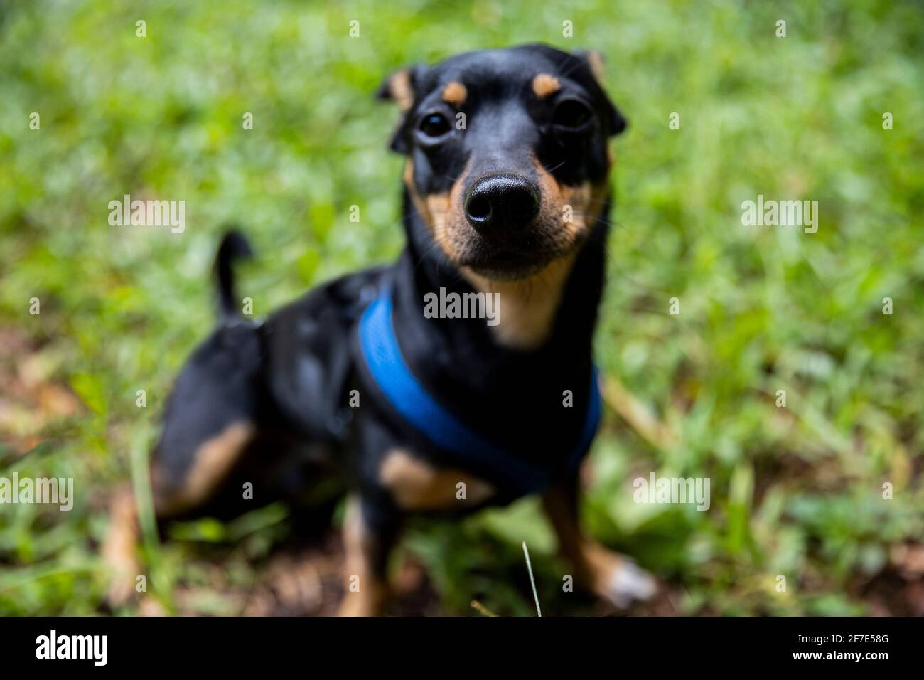 A cherished pet sitting gracefully while wearing his harness on a hike Stock Photo