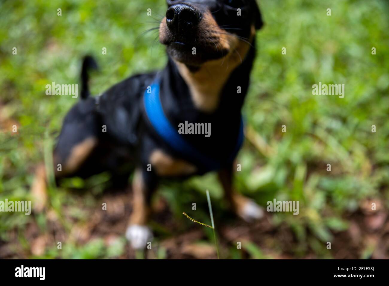 Serene doggie casually seated on a soft area of grass Stock Photo