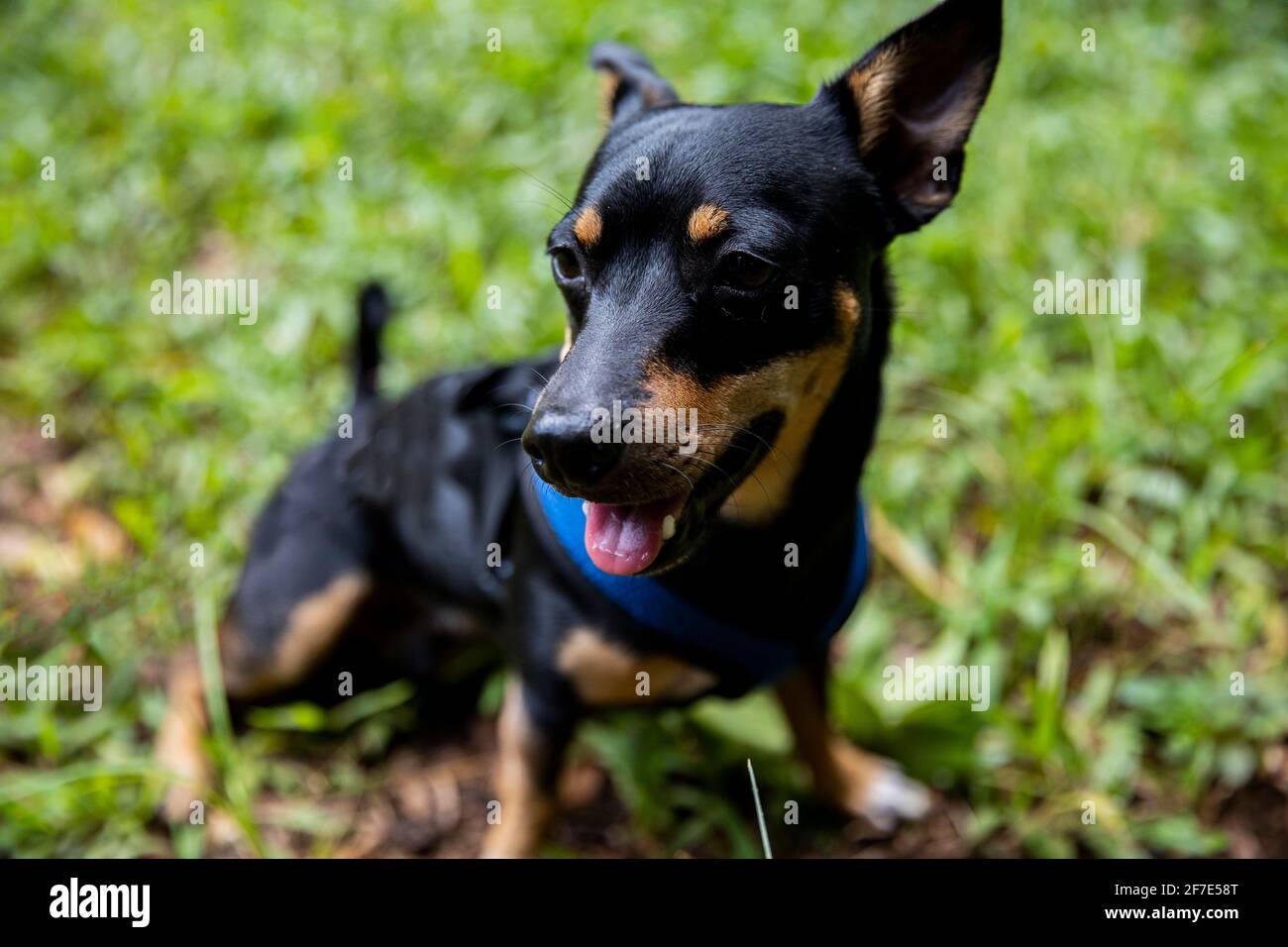 Pleased pup ready to take a siesta after a lengthy hike in Honolulu Stock Photo