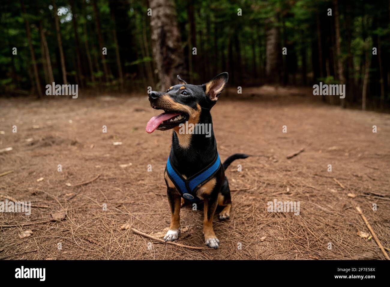 Small black dog sitting happily in the tropical forests of Hawaii Stock Photo