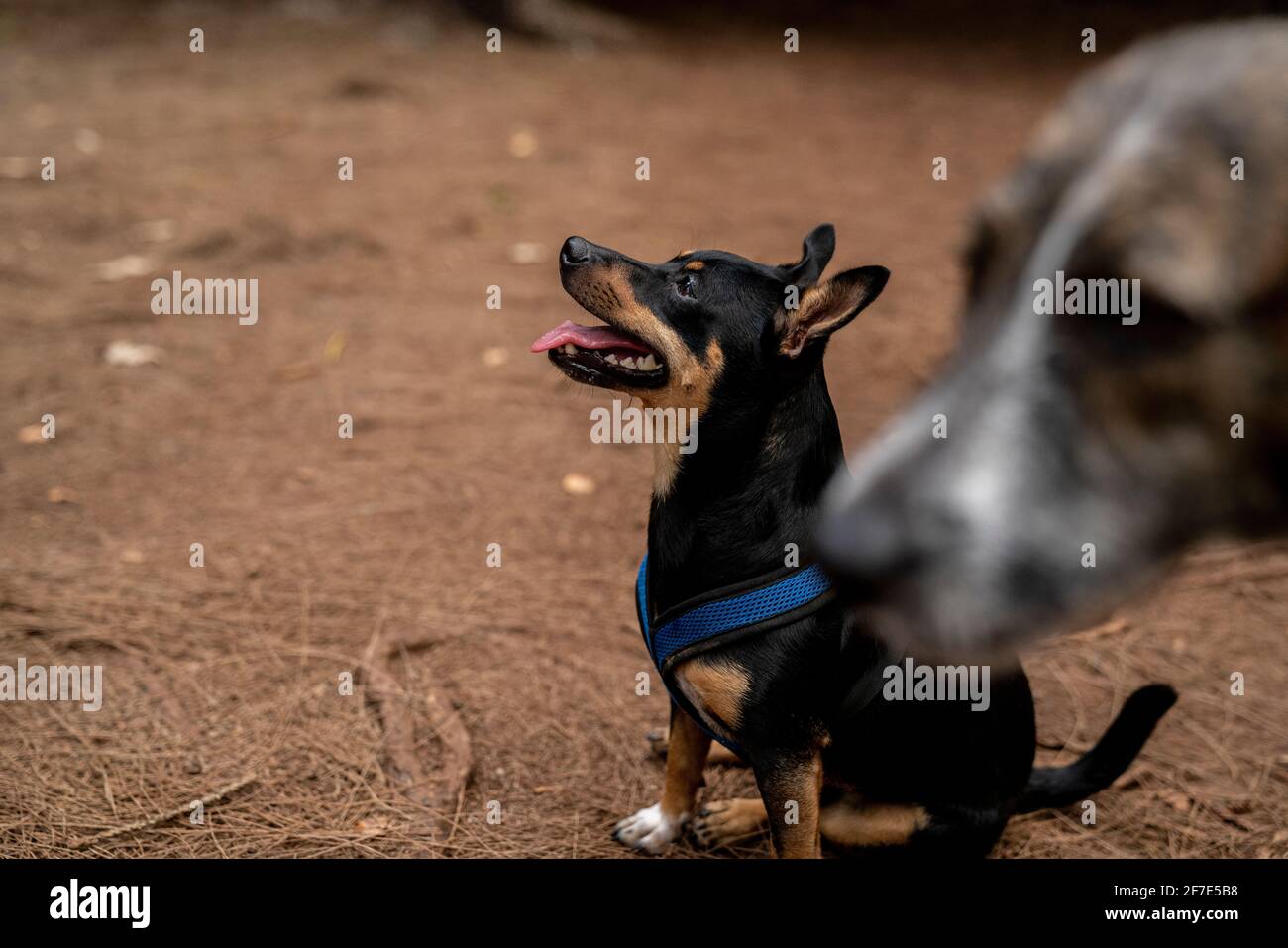 Delighted puppy hanging out with his older canine friend in Honolulu Stock Photo