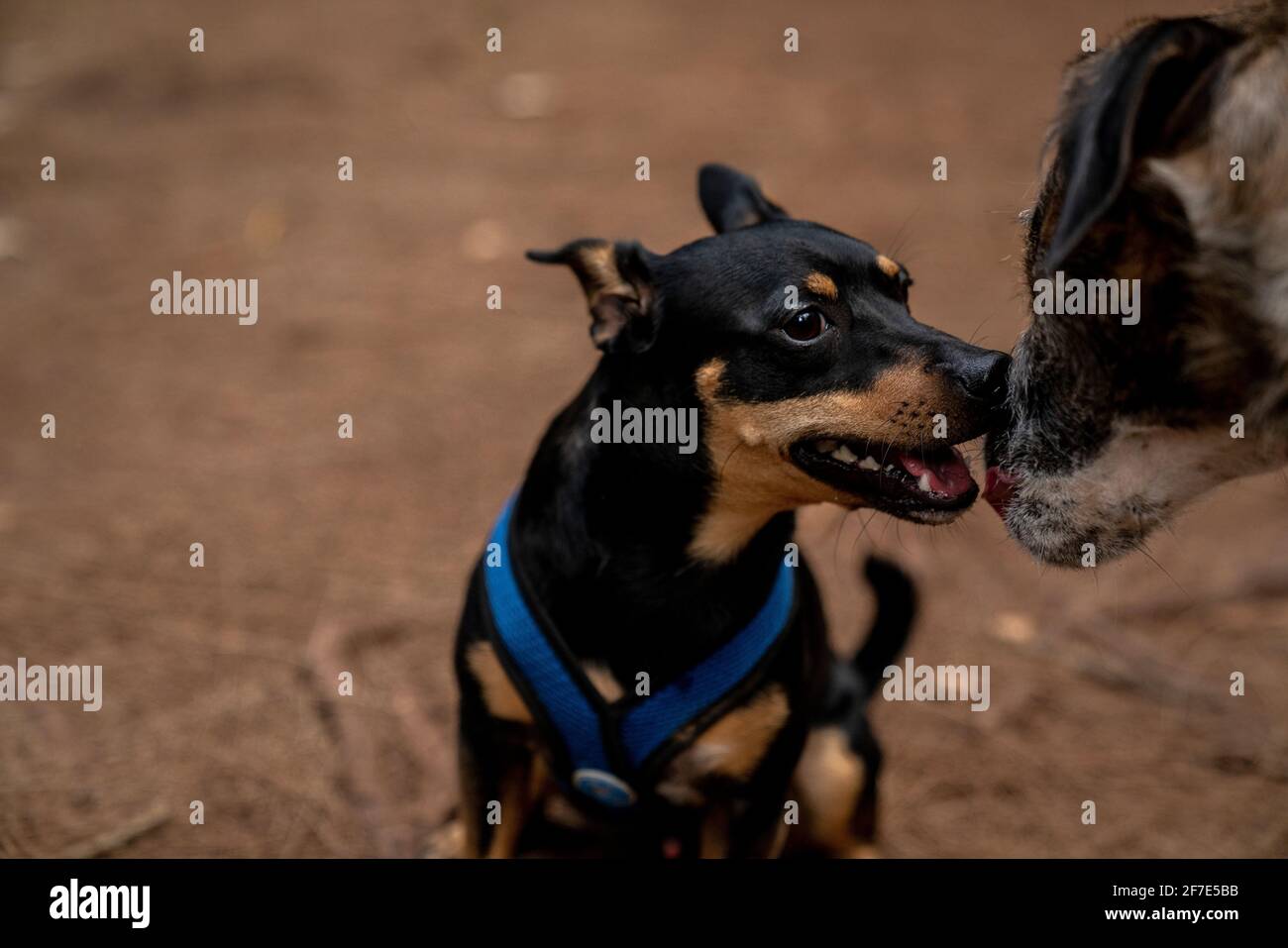 Friendly pups meeting on a hiking trail in Honolulu for the first time Stock Photo