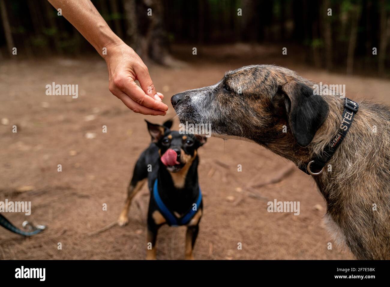 Hungry doggies awaiting an appetizing treat after a lengthy hike Stock Photo