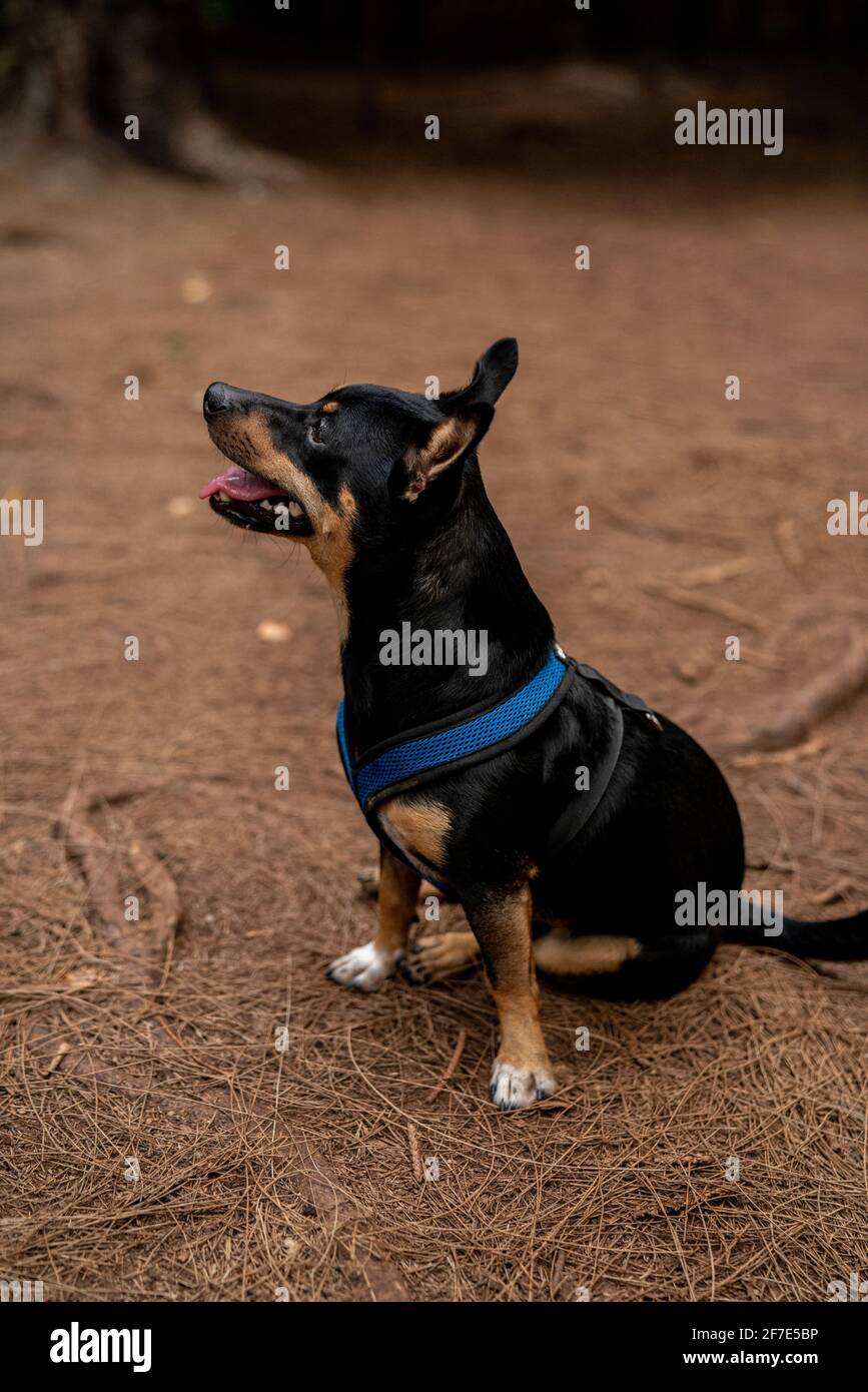 Petite puppy modeling a sturdy safety vest in Honolulu Stock Photo