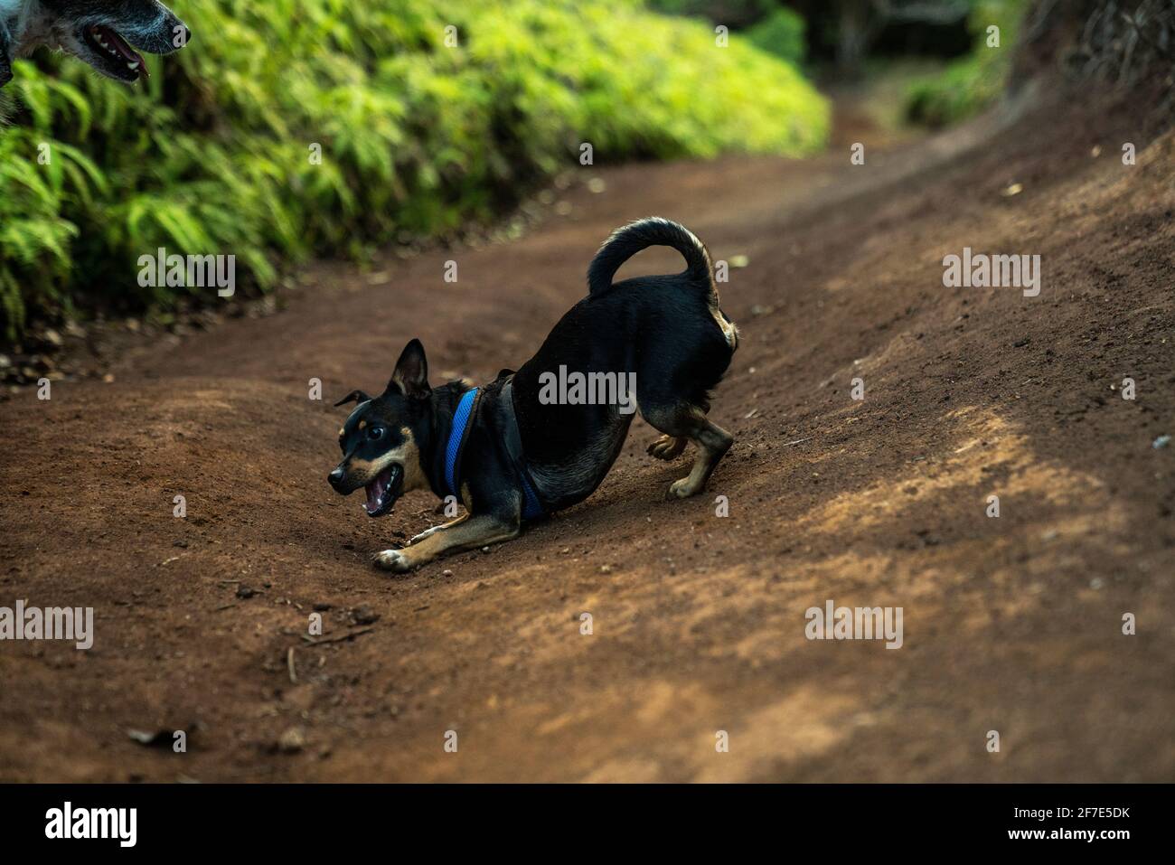 Active puppy grinning as he walks along a smooth trail on a sunny day Stock Photo