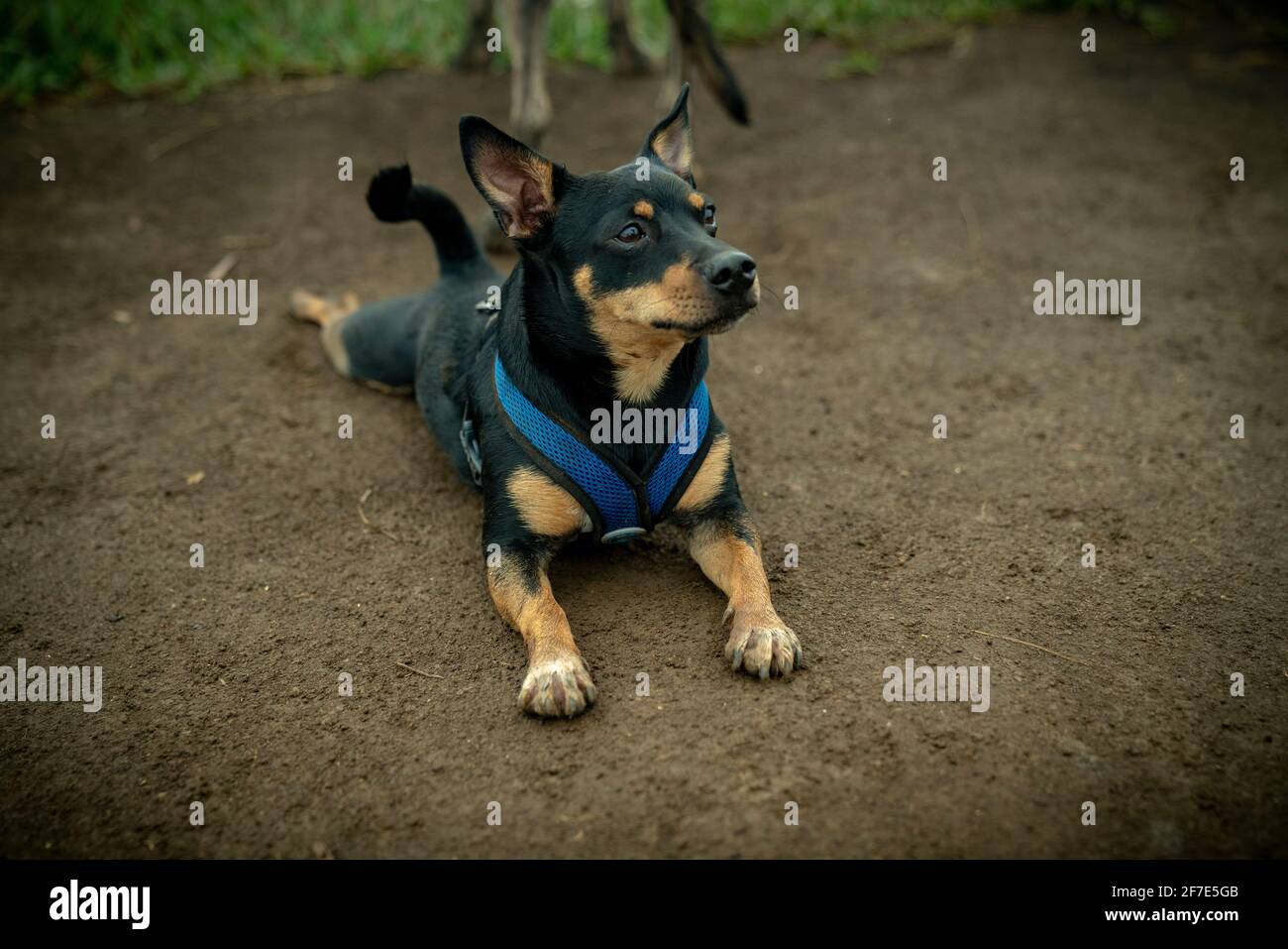 Pup taking a break from a strenuous stroll on a muggy afternoon Stock Photo
