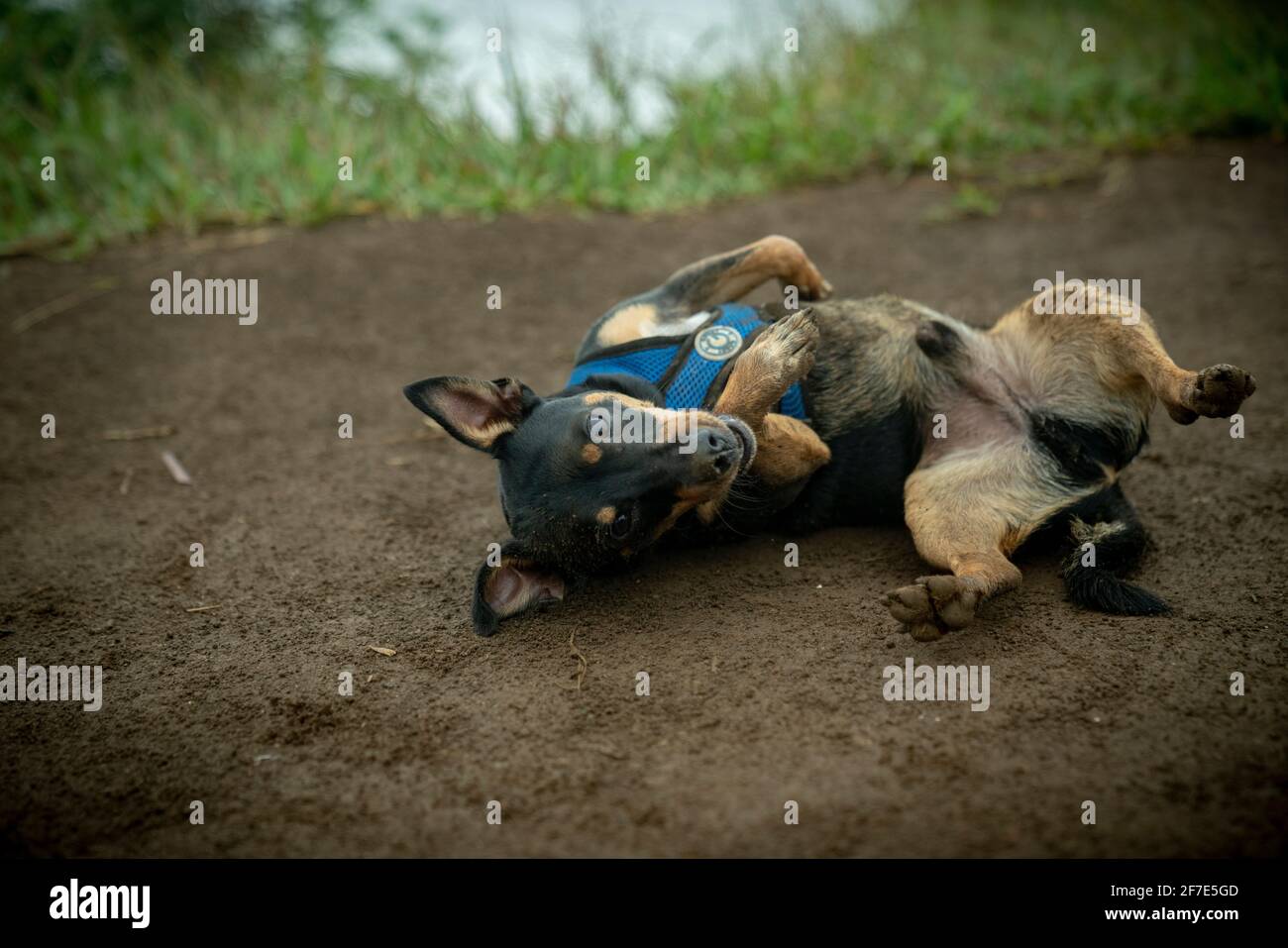 Why Does My Dog Roll In Dirt