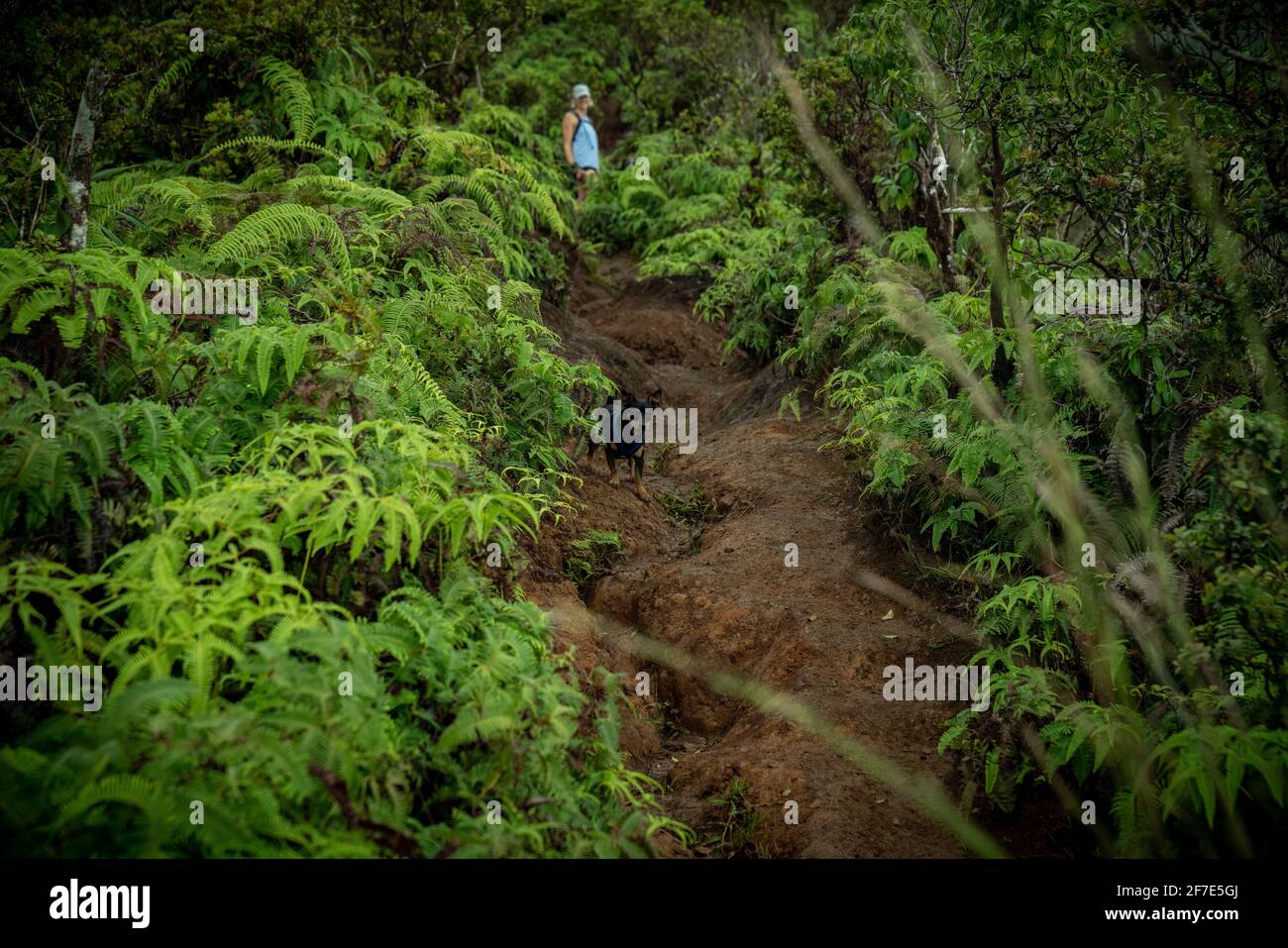 Daring female hiking up the steep slope of a highly vegetated mountain Stock Photo