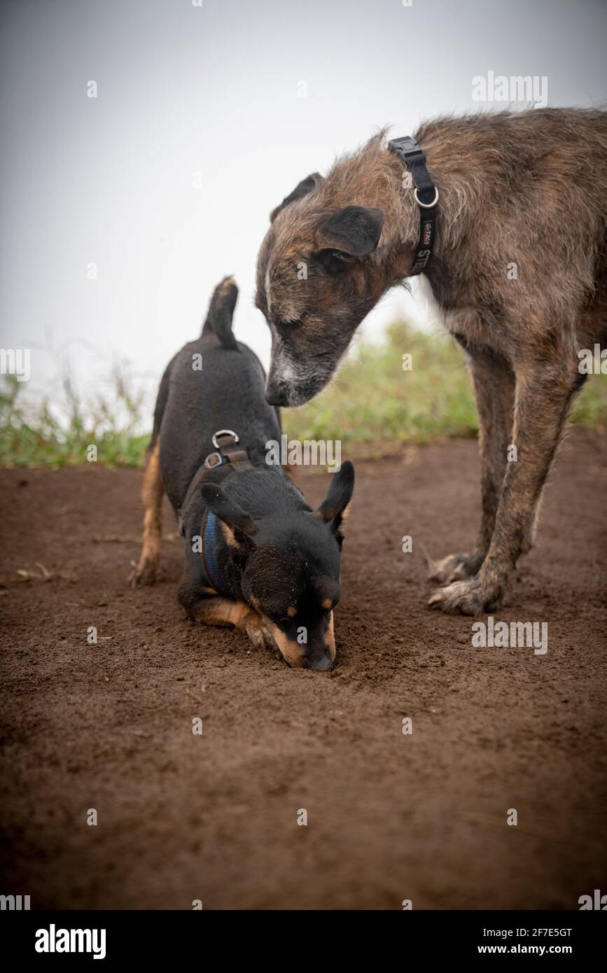Can Senior Dogs Go On Long Hikes