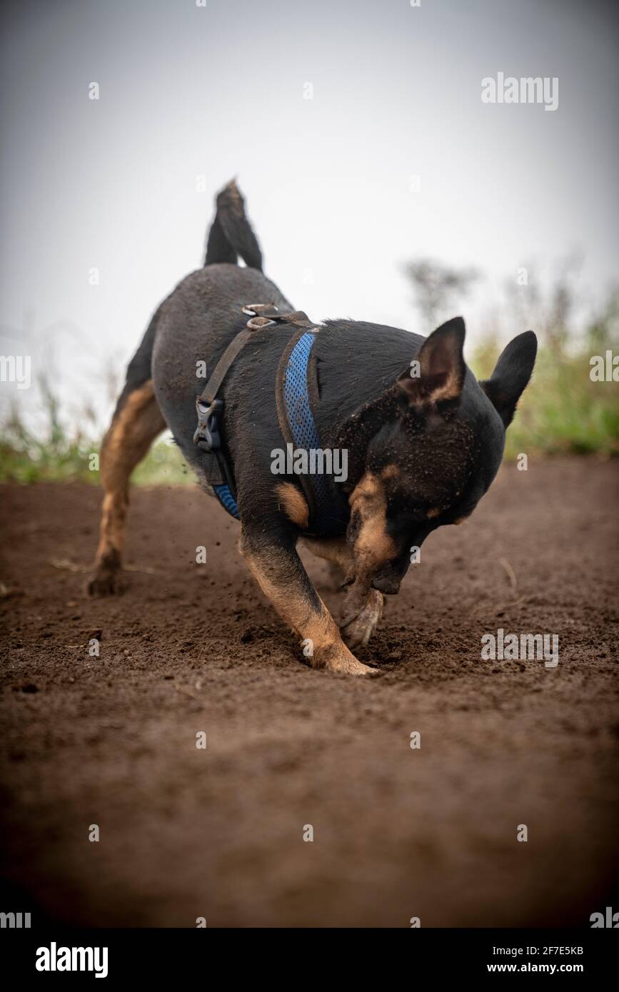 Silly dog digging a hole in the dirt on a cloudy morning in Hawaii Stock Photo