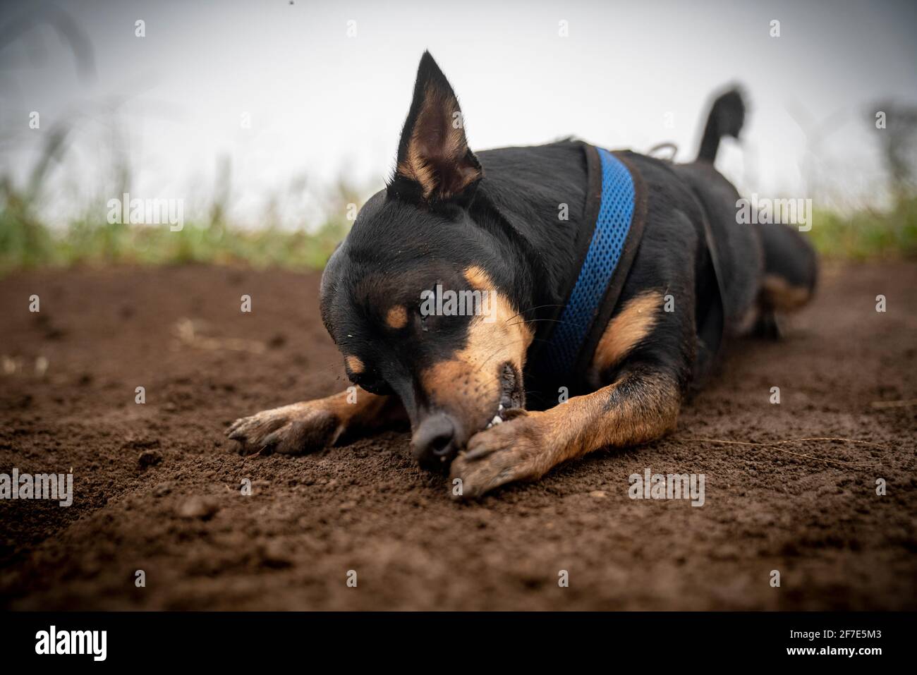 Petite dog licking his paw while laying on a trai Stock Photo Alamy