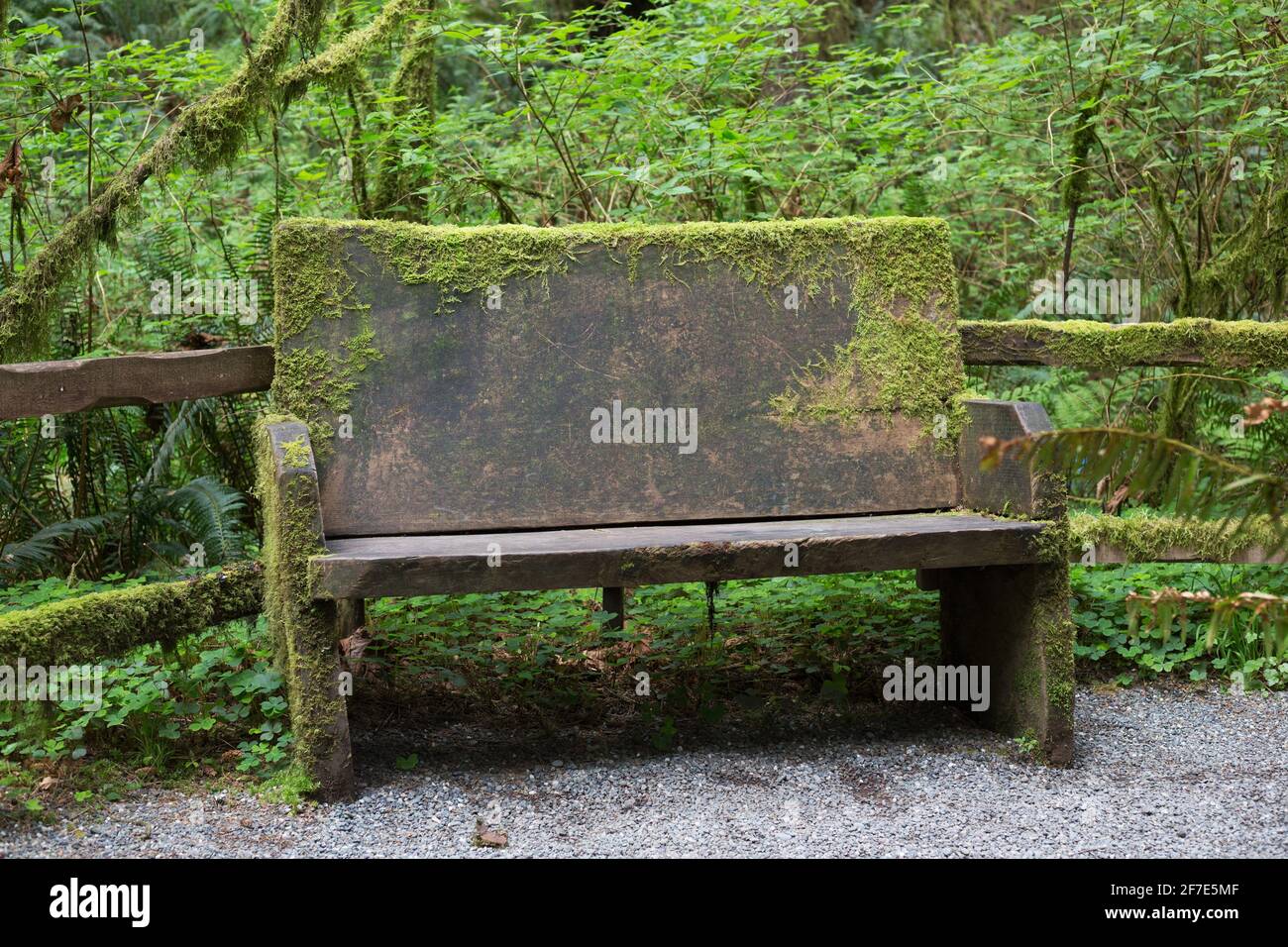 A mossy bench, at Prehistoric Gardens in Port Orford, Oregon. Stock Photo