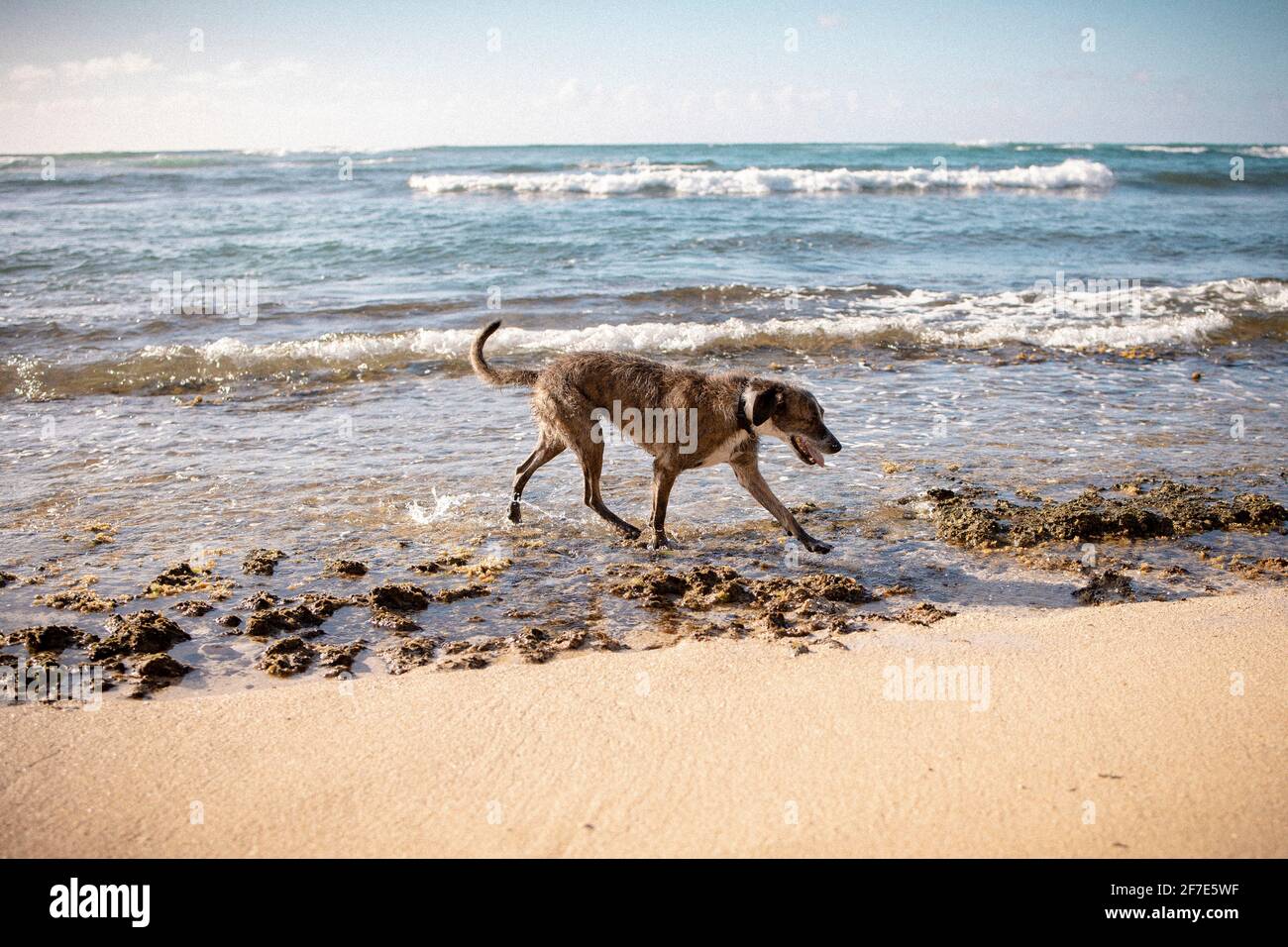 Mature dog walking along the sea shore on a sunny, cloudless day Stock Photo
