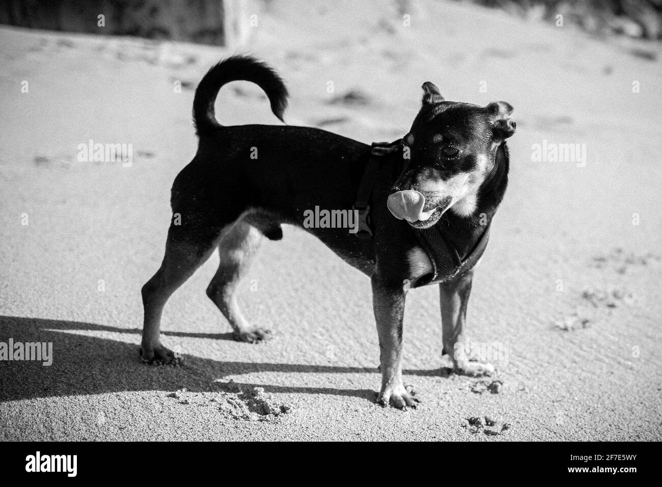 Black and White photo of dog on beach in Hawaii Stock Photo