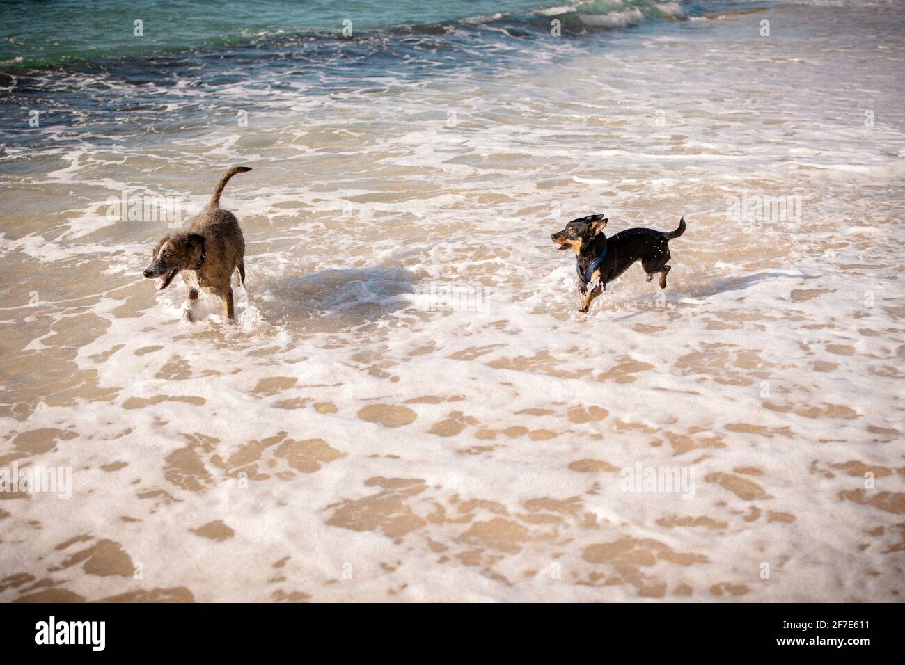 Hyper pups enjoying themselves in the warm ocean water Stock Photo