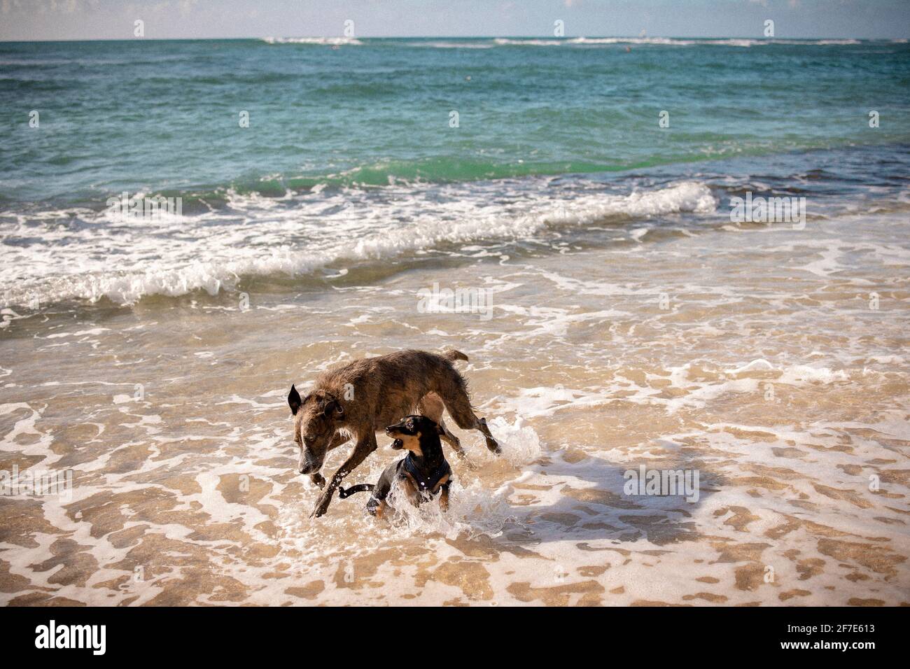 Dogs playing in the low tide of the beach on a calm afternoon in Hawai Stock Photo
