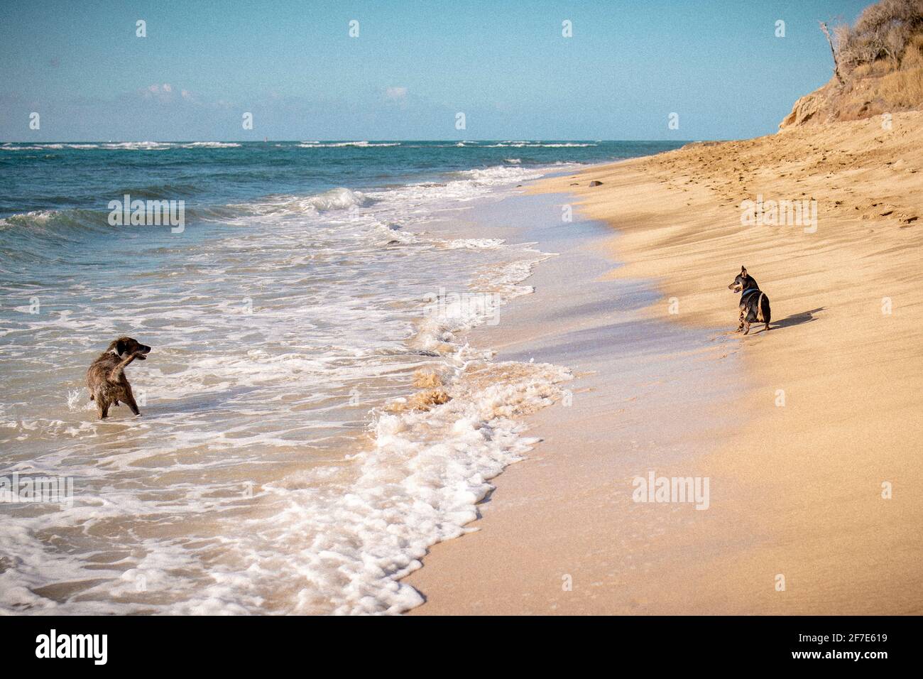 Friendly dogs standing across from each other on an empty beach Stock Photo