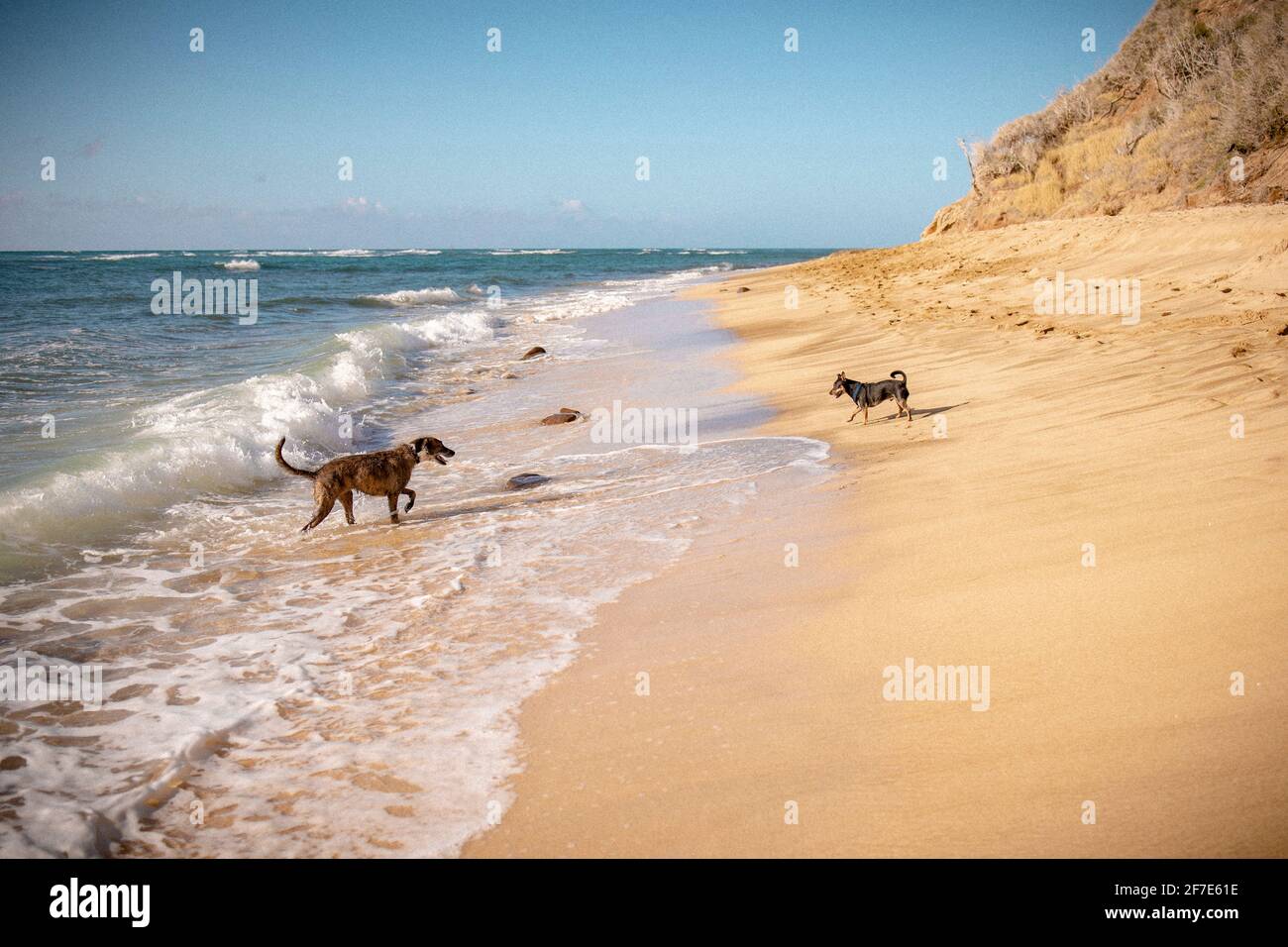 A sunny beach day in Hawaii with two dogs. playing in the waves Stock Photo